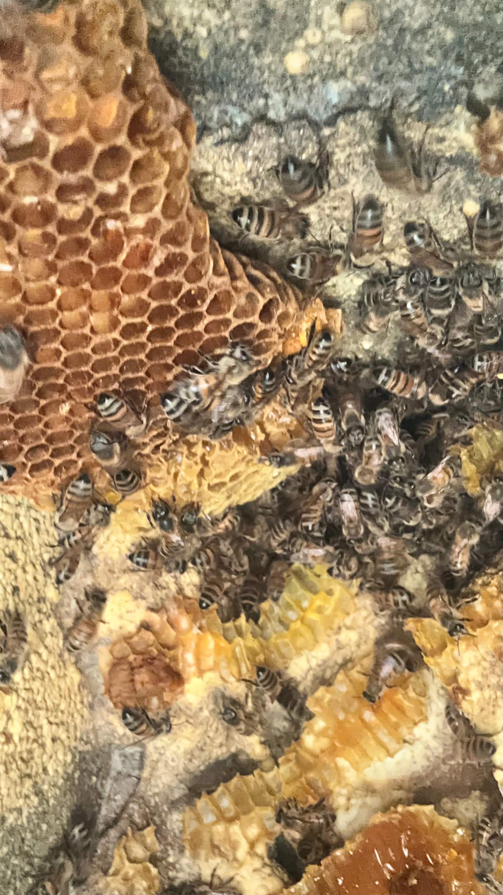 Art Gallery by Rockwall Honey Bee Company