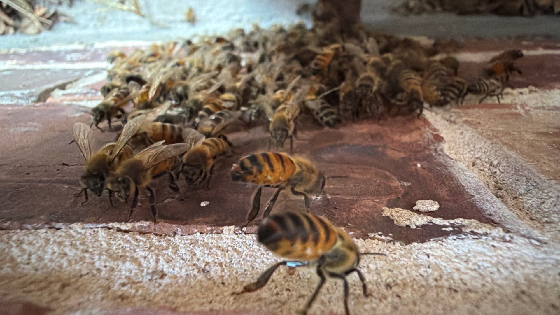 Project in Waxahachie, TX by Rockwall Honey Bee Company