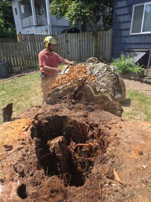 Seattle Hazard Tree  Removal