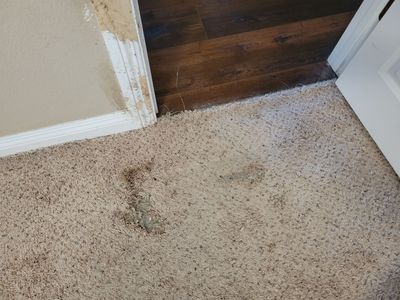 Bonded Inserts for Dog Damage