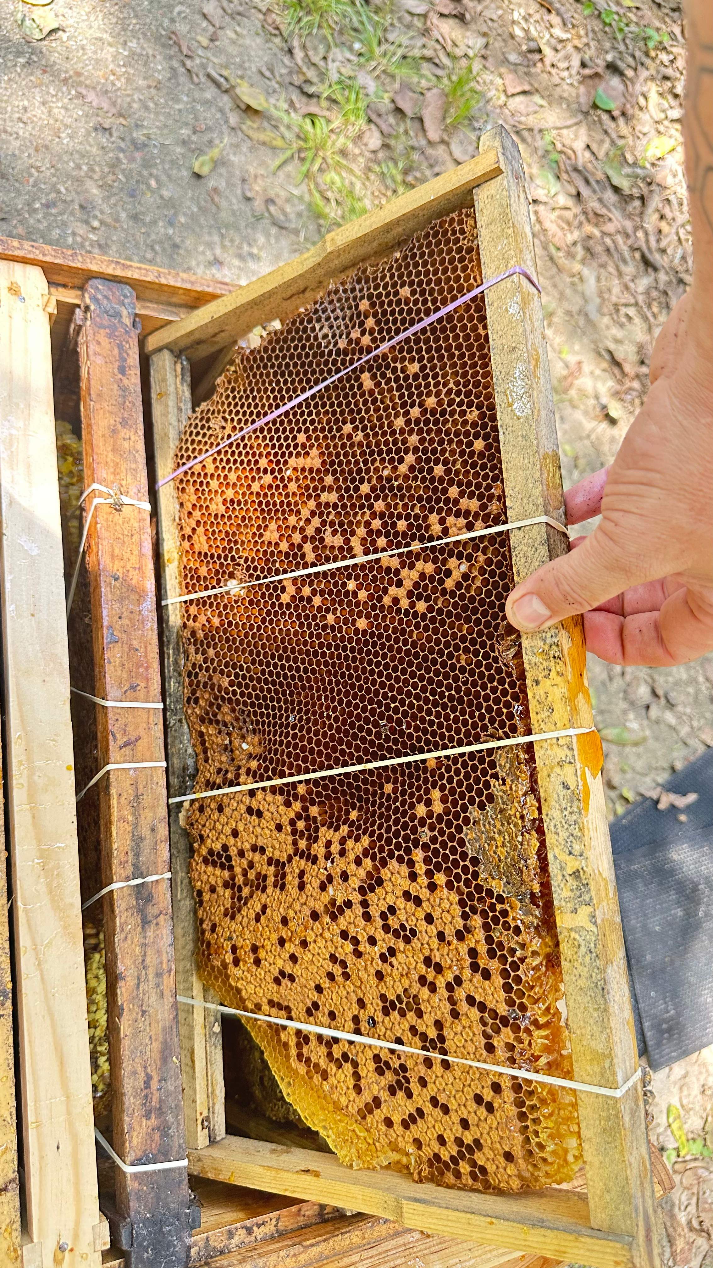 Long-term Residents by Rockwall Honey Bee Company