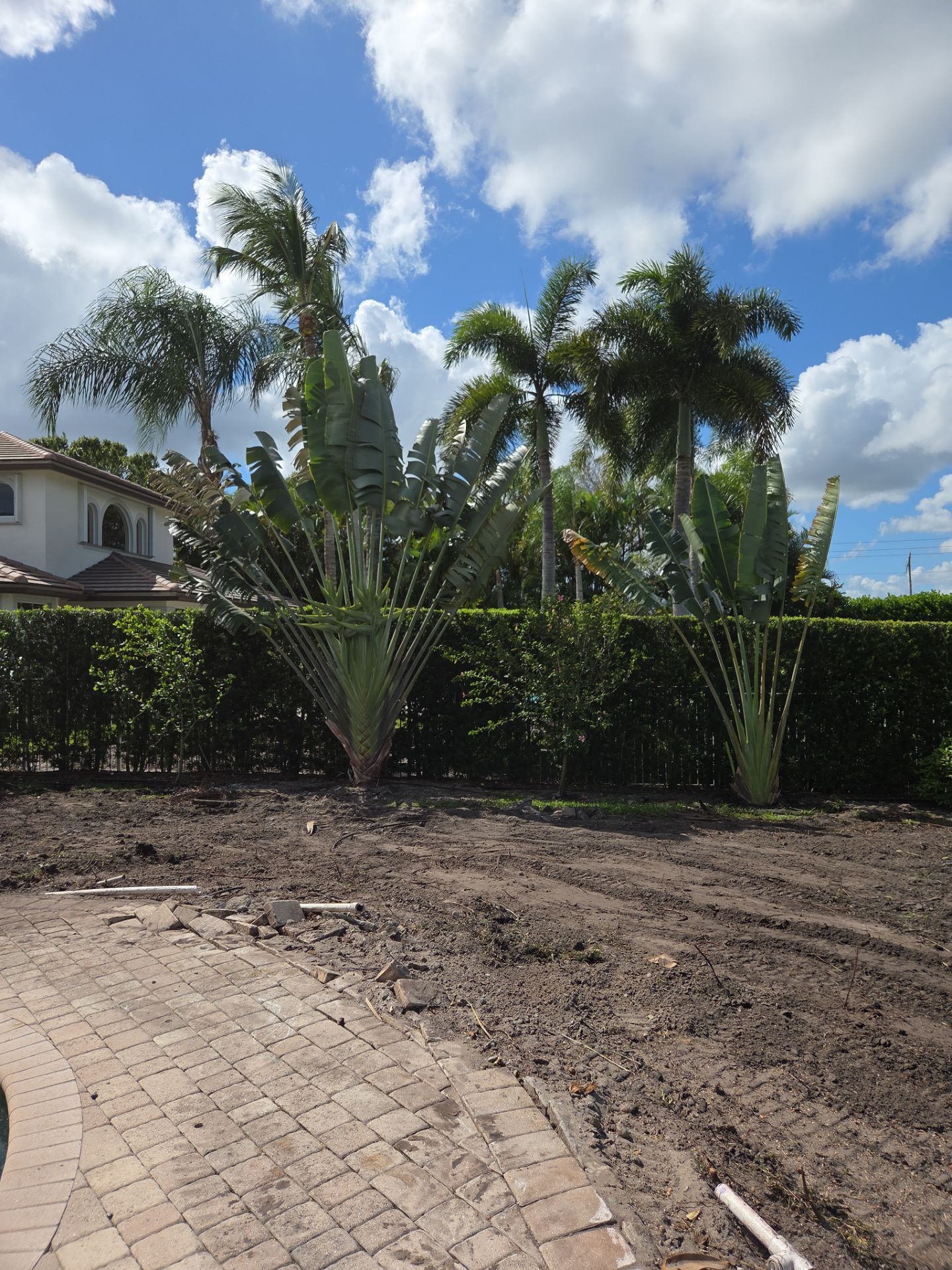 Hammock Creek Estate | Phase 1 – The Art of Precision Removal by Alpha Zeta Enterprises Inc