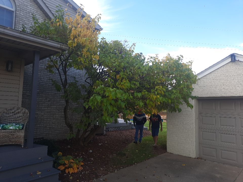 Tree Trimming using Tree Pruing by Mike Jones & Sons Tree Service LLC 