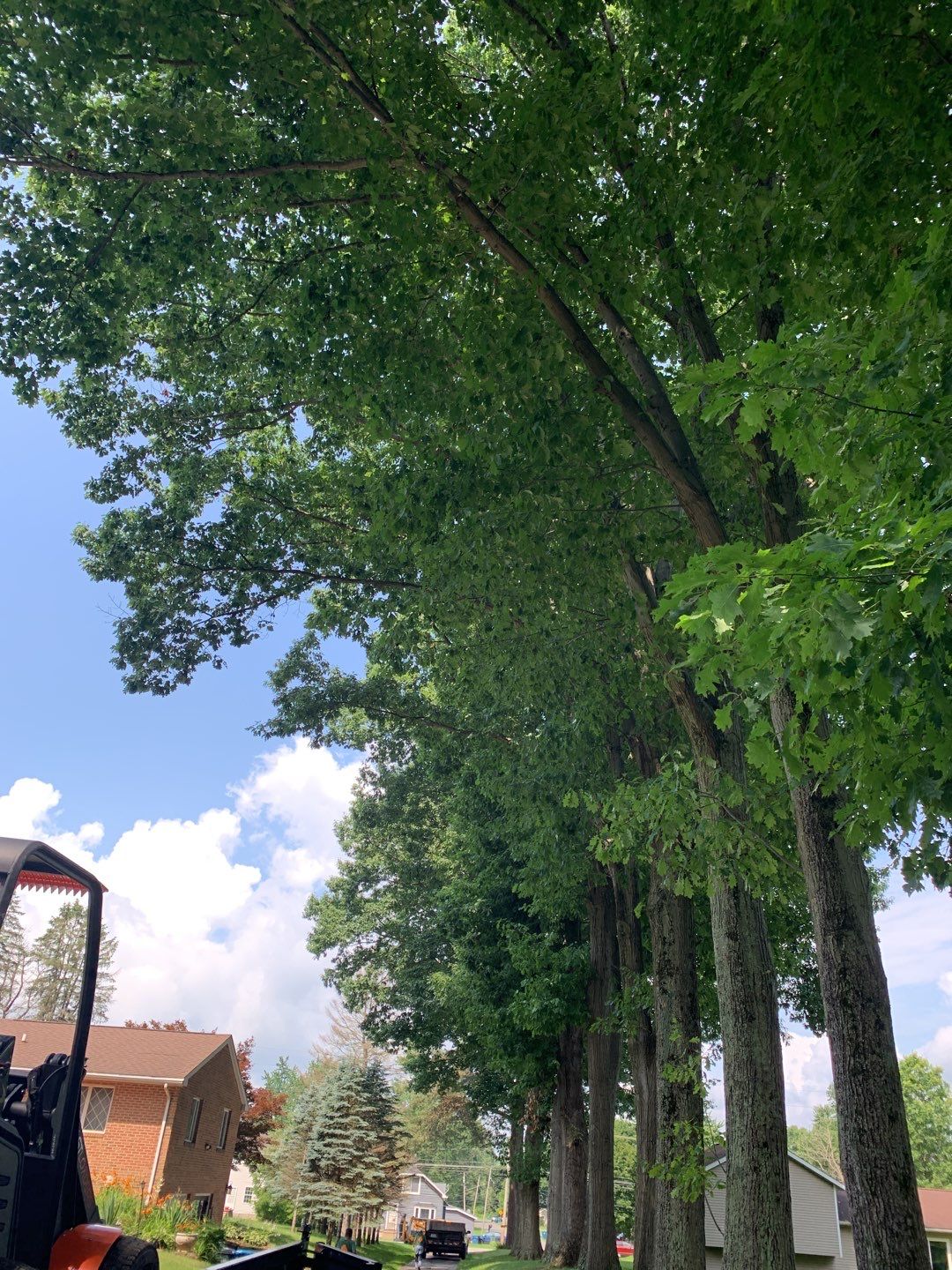 Tree Trimming by Mike Jones & Sons Tree Service LLC 