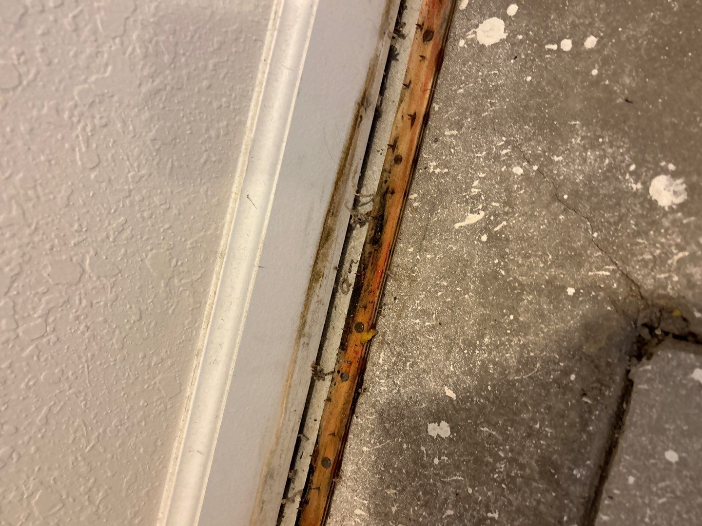 Mold Damage Project in Thornton by Accountable Home Services