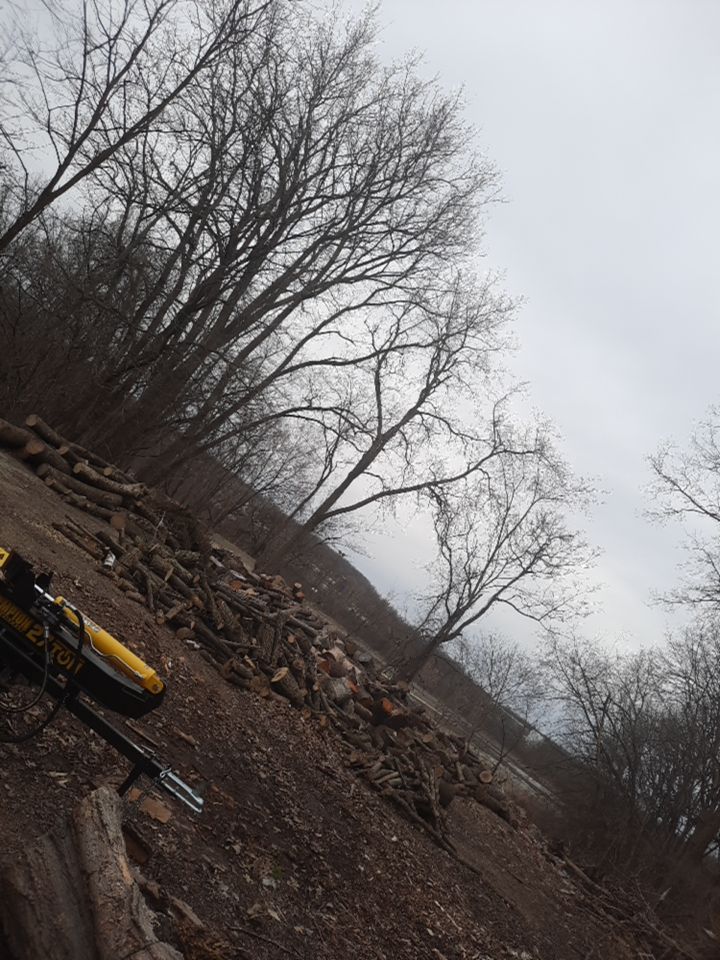 Tree Removal using Tree Removal by Mike Jones & Sons Tree Service LLC 