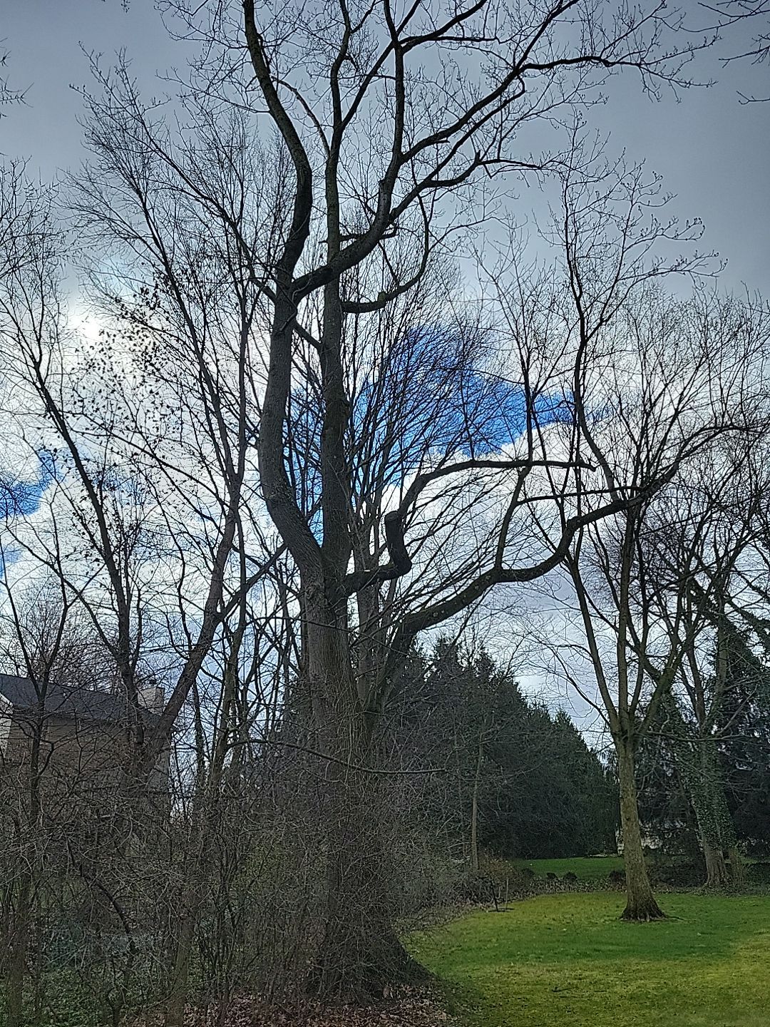 Tree Trimming using Tree Pruing by Mike Jones & Sons Tree Service LLC 