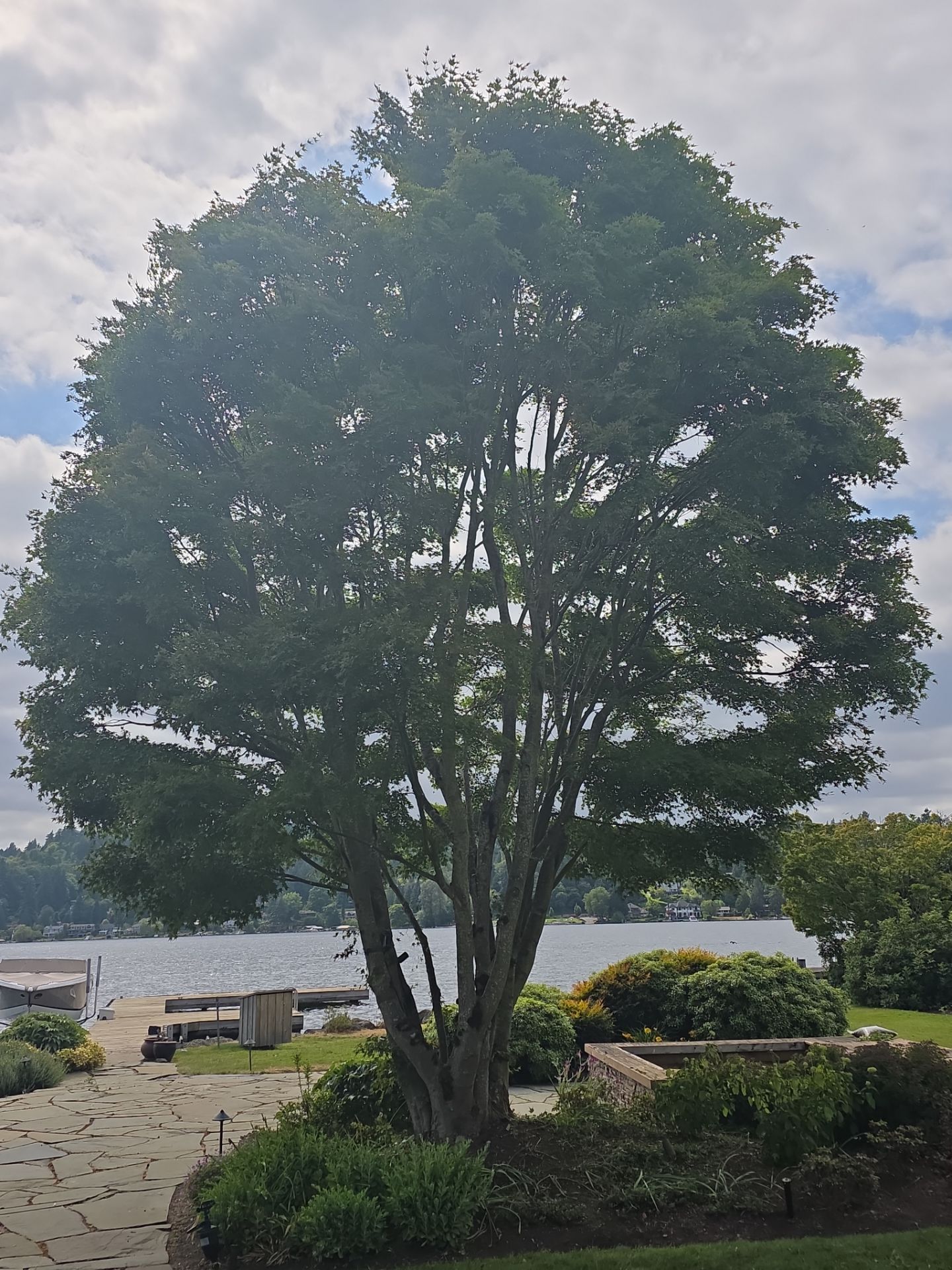 Bellevue Hedge and Tree Care by Sound Tree Care LLC