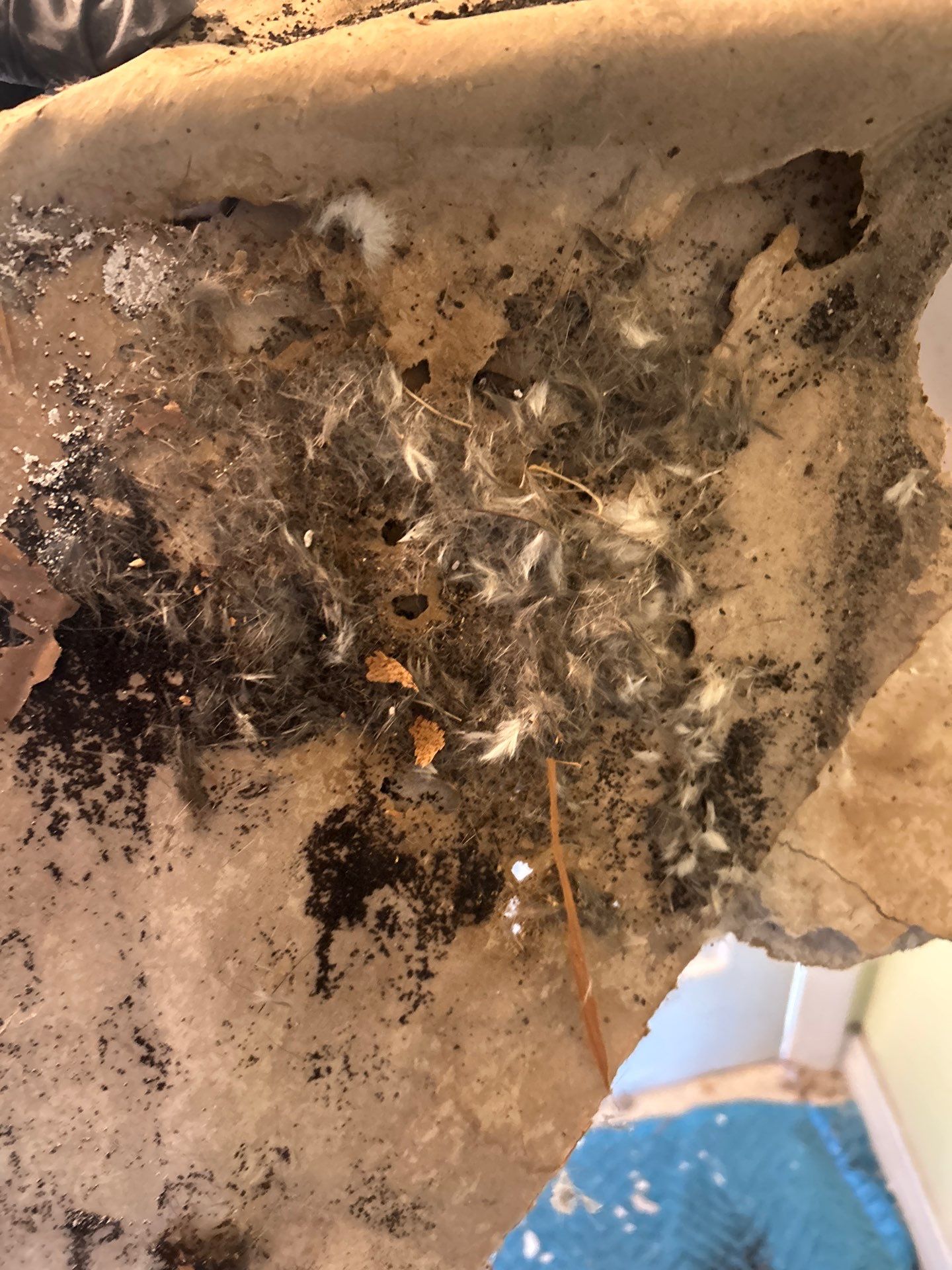 Pebble Springs Mold Remediation by Ampm Restoration Services