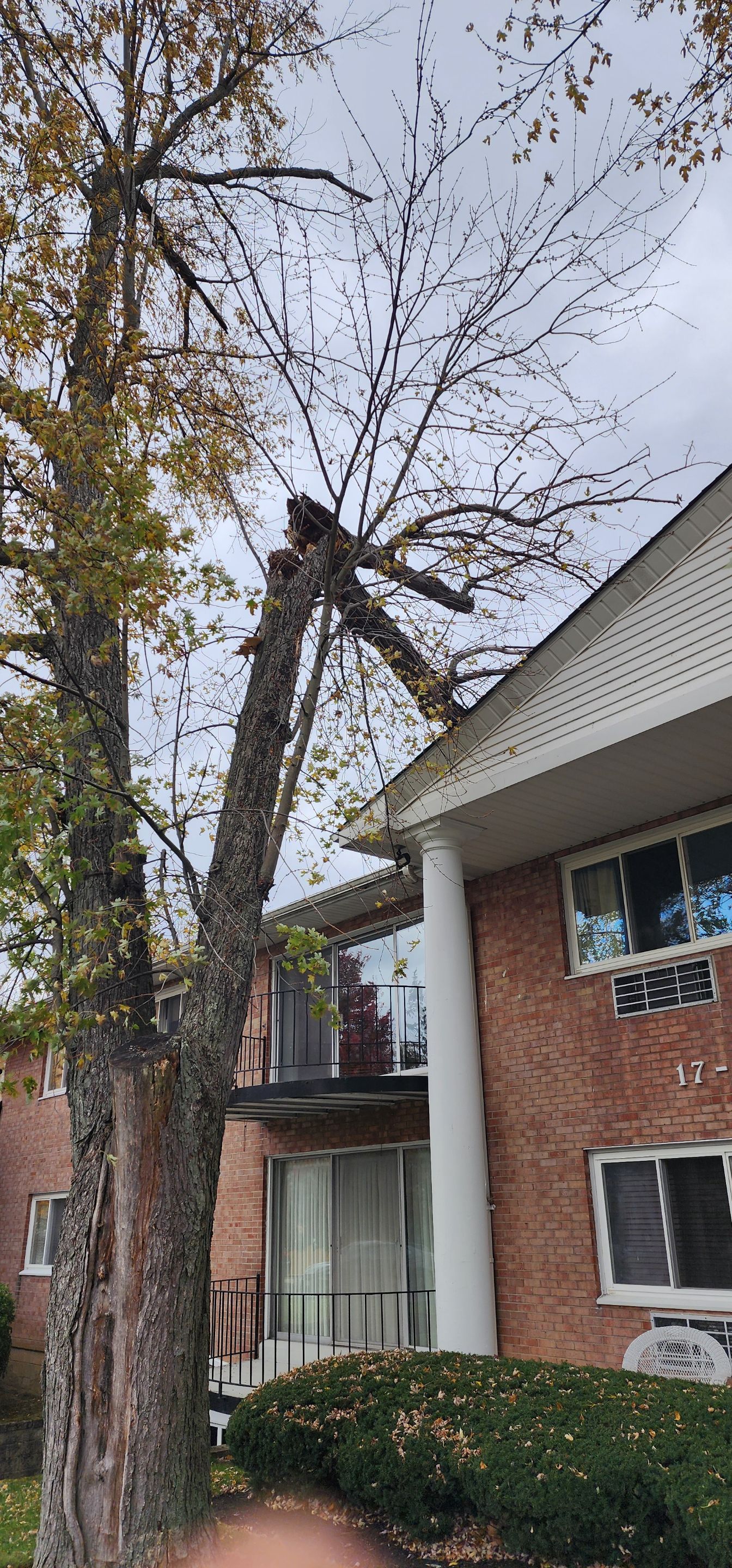 Emergency Job: Removal of Branch by Treeman Tom LLC