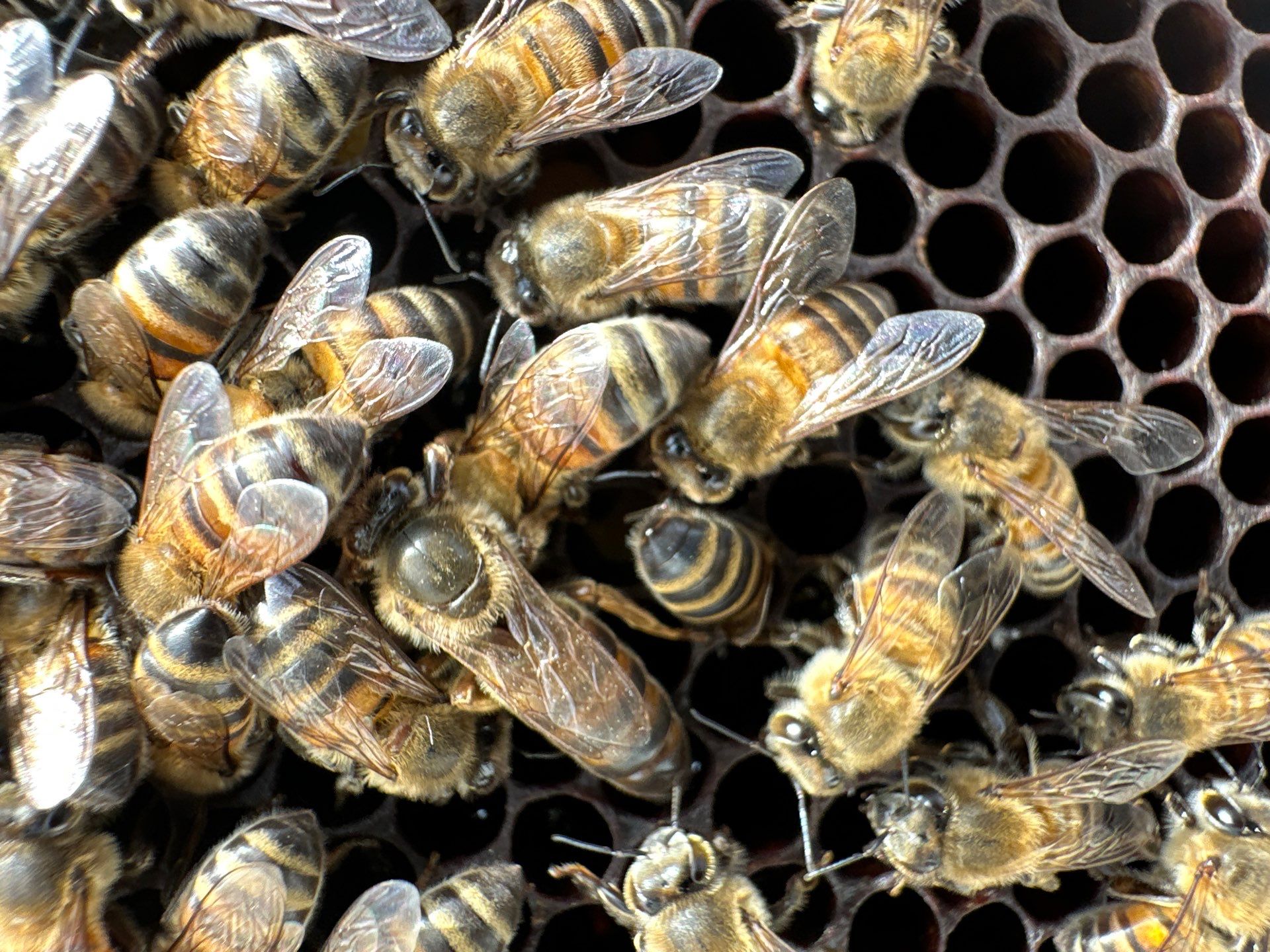 Downtown Dallas by Rockwall Honey Bee Company