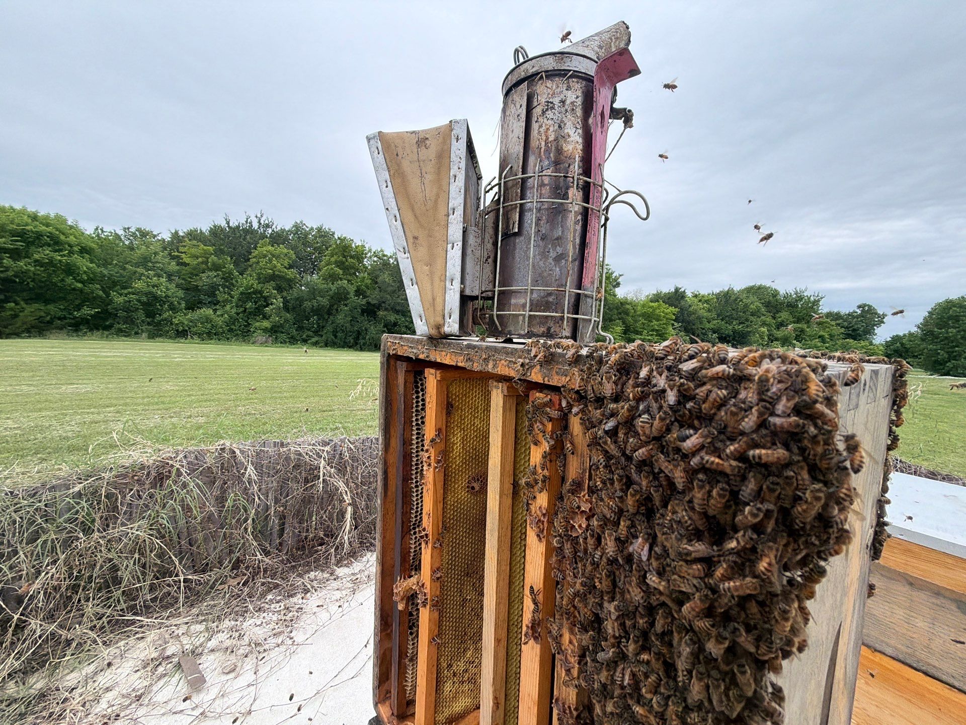 Bees at the Bank! by Rockwall Honey Bee Company