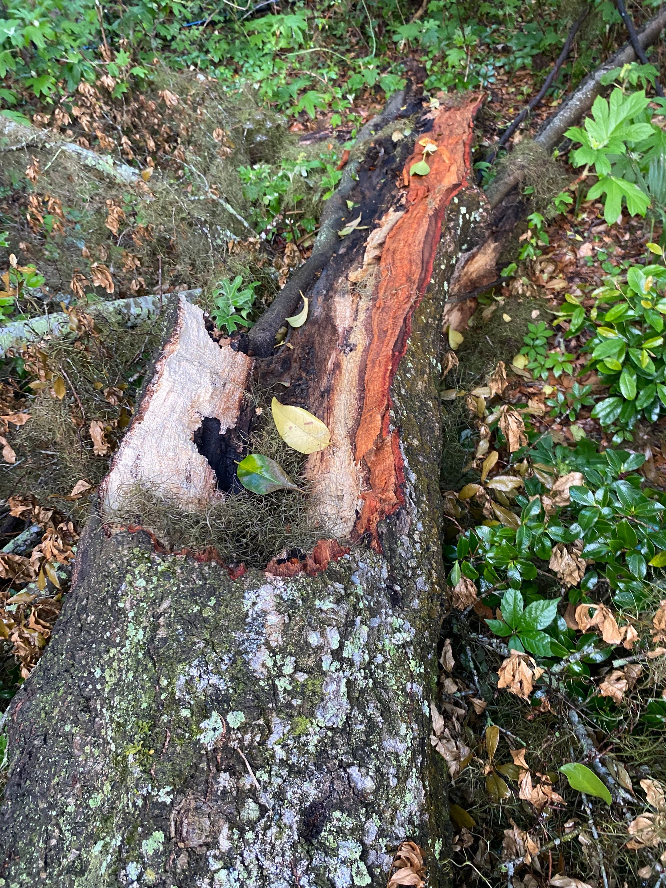 Residential | Tree Removal by ProGreen Services