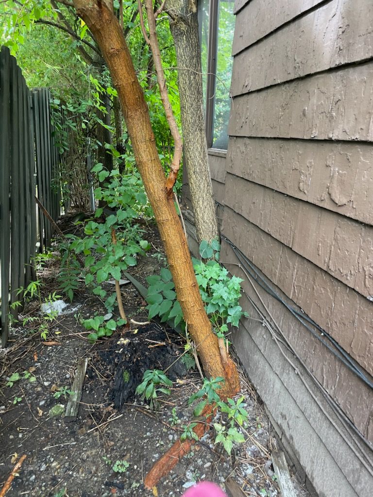 Tree Removal using Tree Removal by Mike Jones & Sons Tree Service LLC 