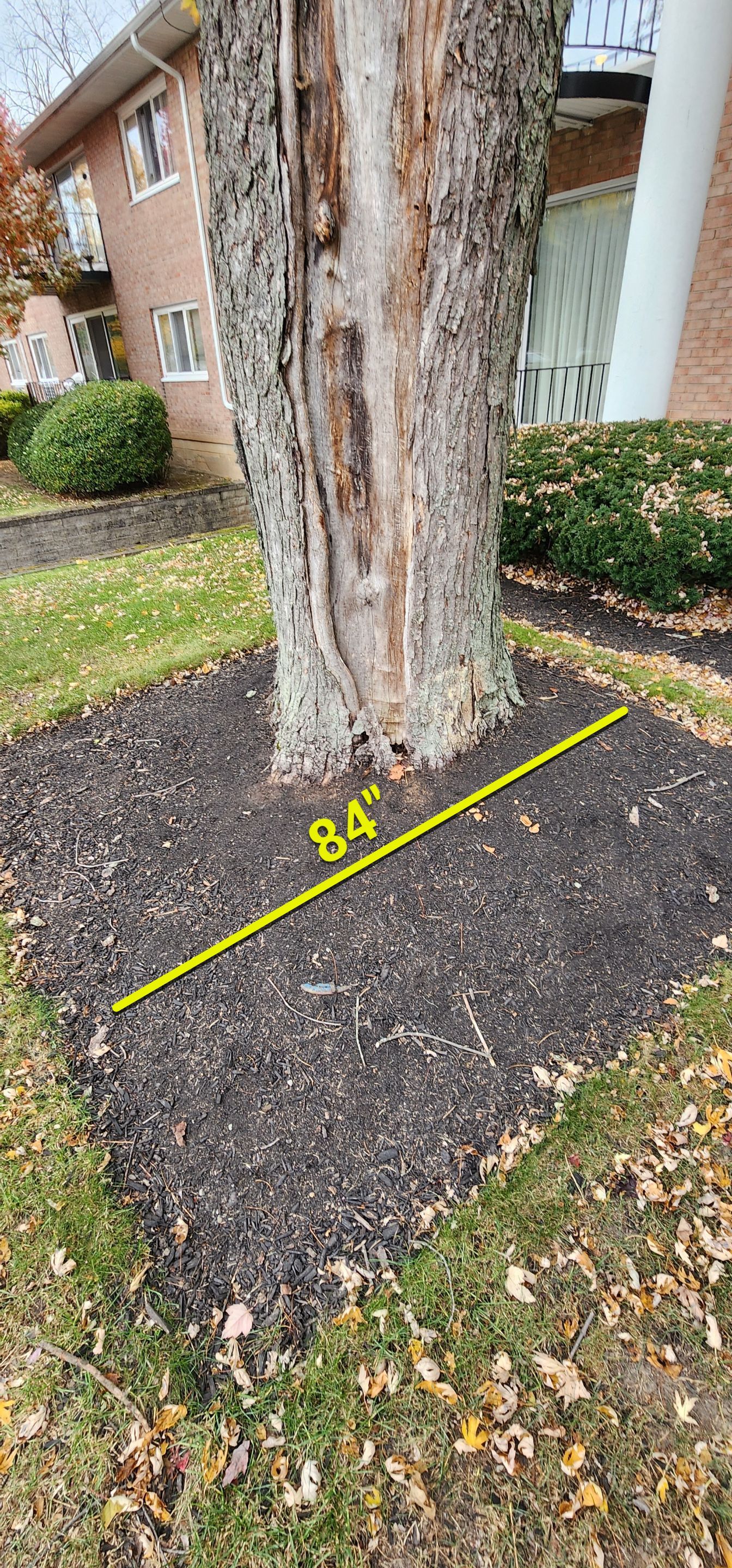 Emergency Job: Removal of Branch by Treeman Tom LLC