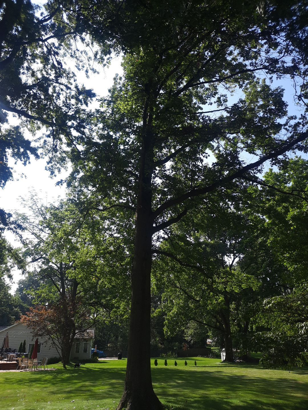 Tree Trimming using Tree Pruing by Mike Jones & Sons Tree Service LLC 