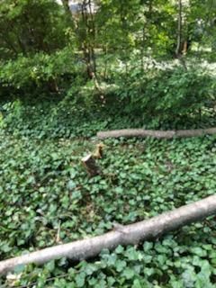 Tree Removal using Tree Removal by Mike Jones & Sons Tree Service LLC 