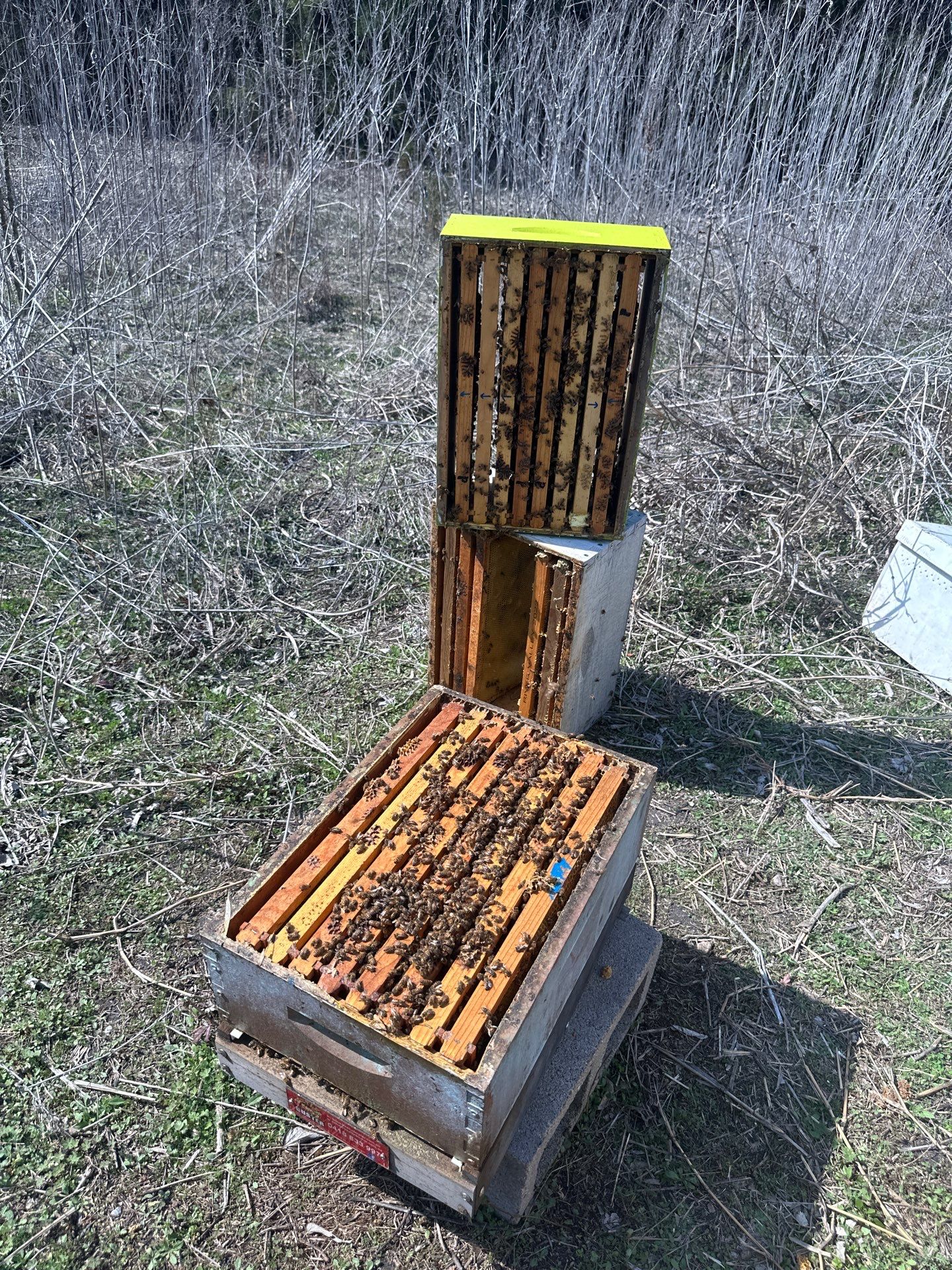 Ag. Exemption in Fate, TX by Rockwall Honey Bee Company