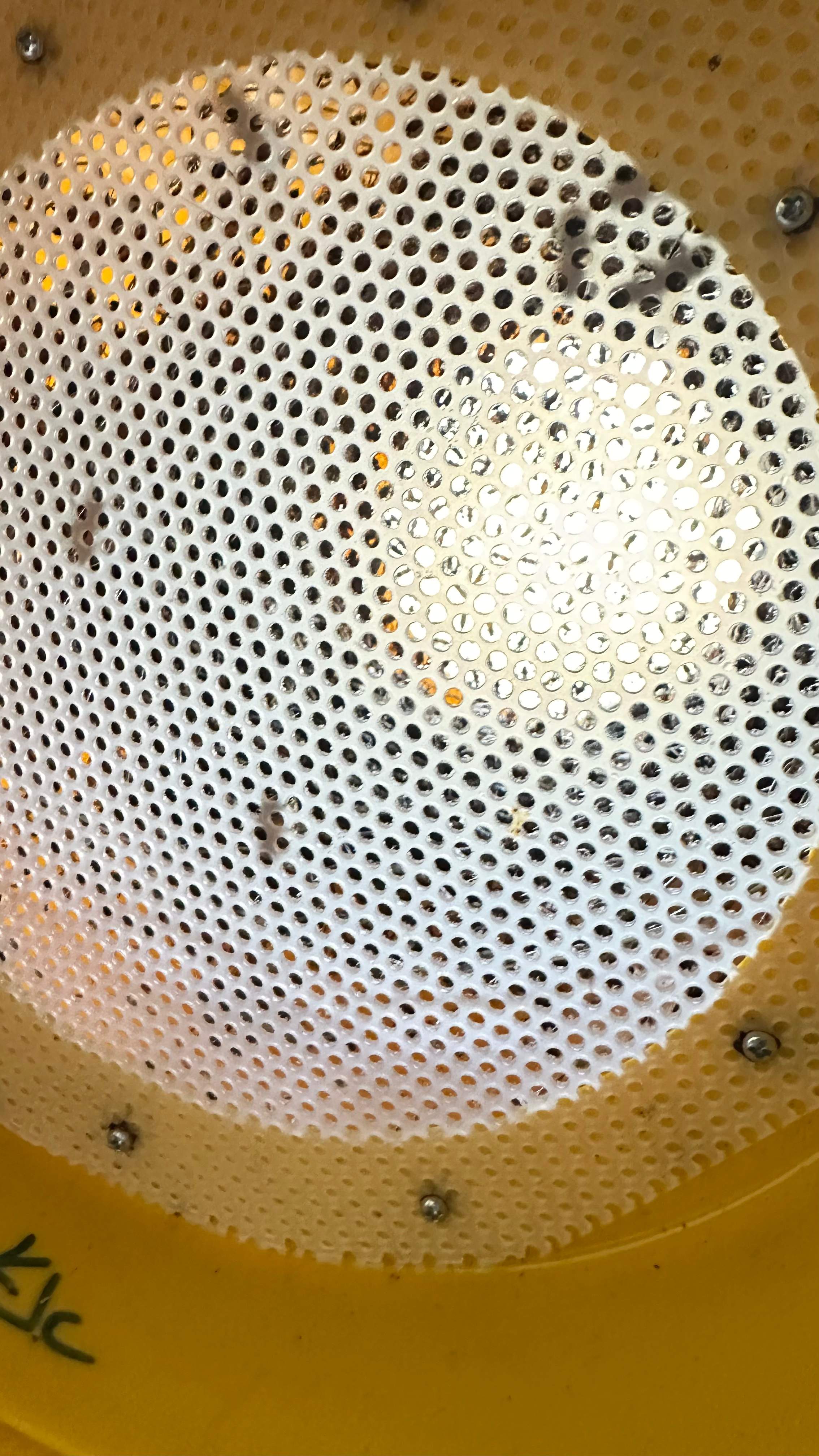 Interior Ceiling by Rockwall Honey Bee Company