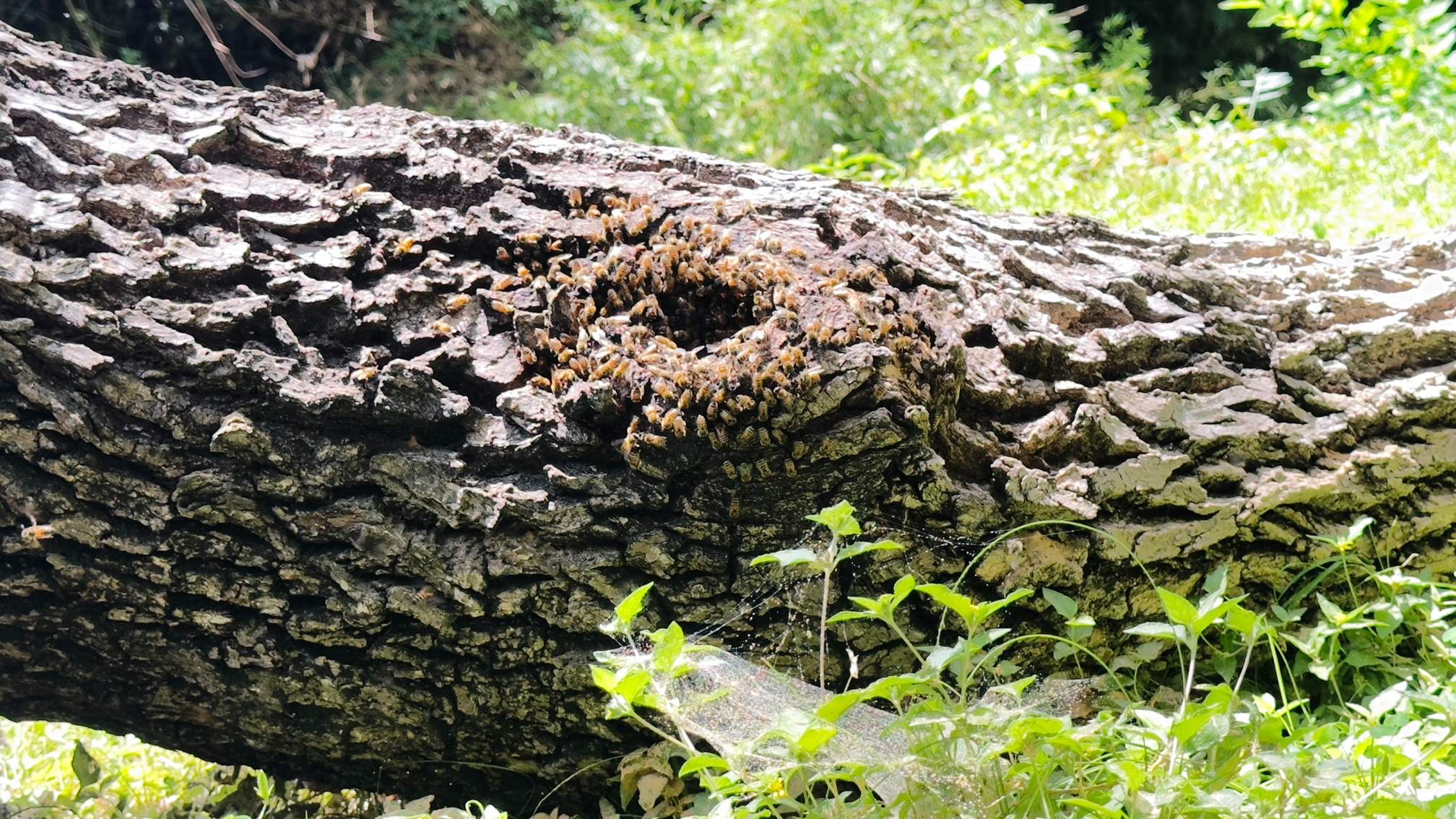 Two Trees One Yard by Rockwall Honey Bee Company