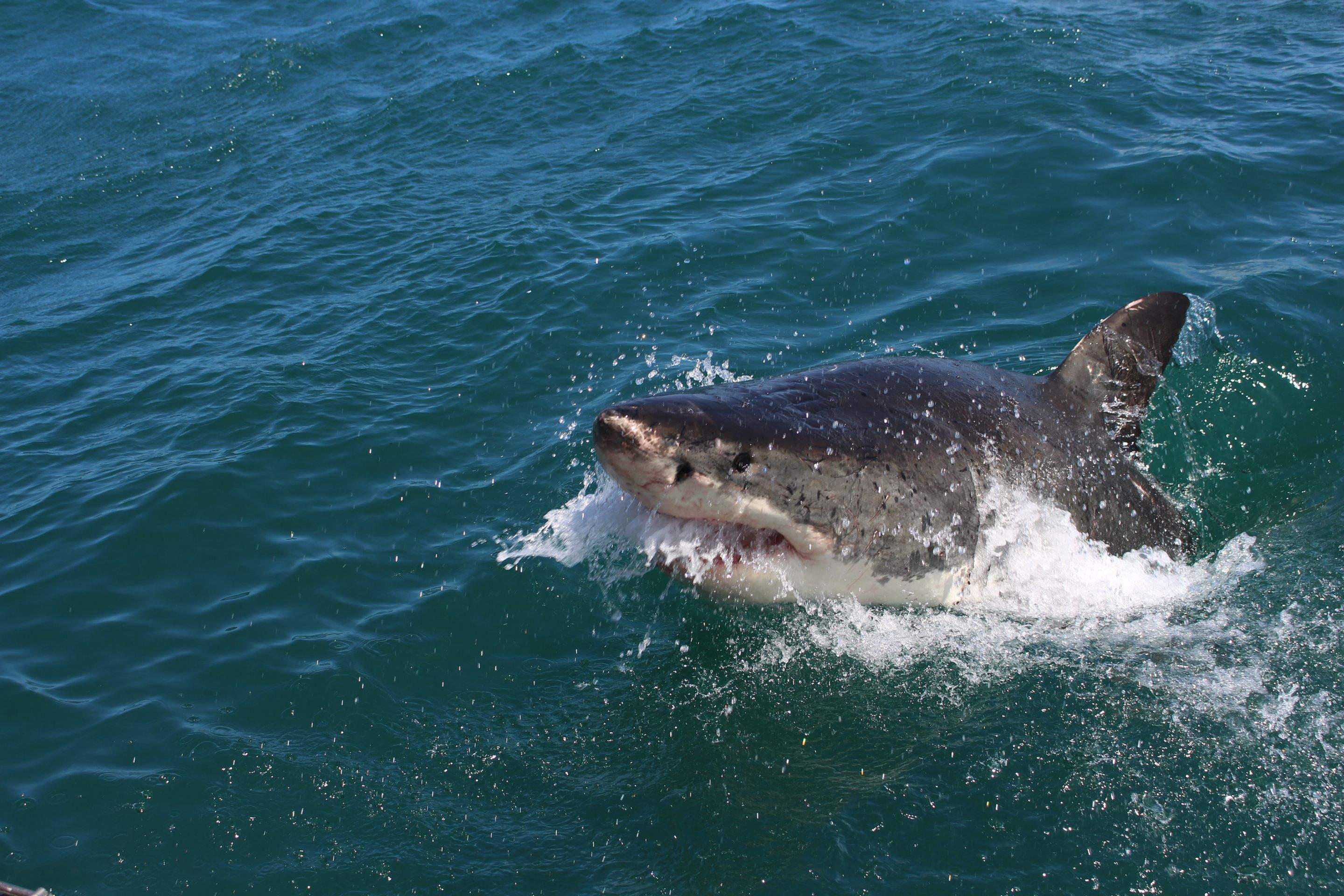 Sharks!!! by CompanyCam