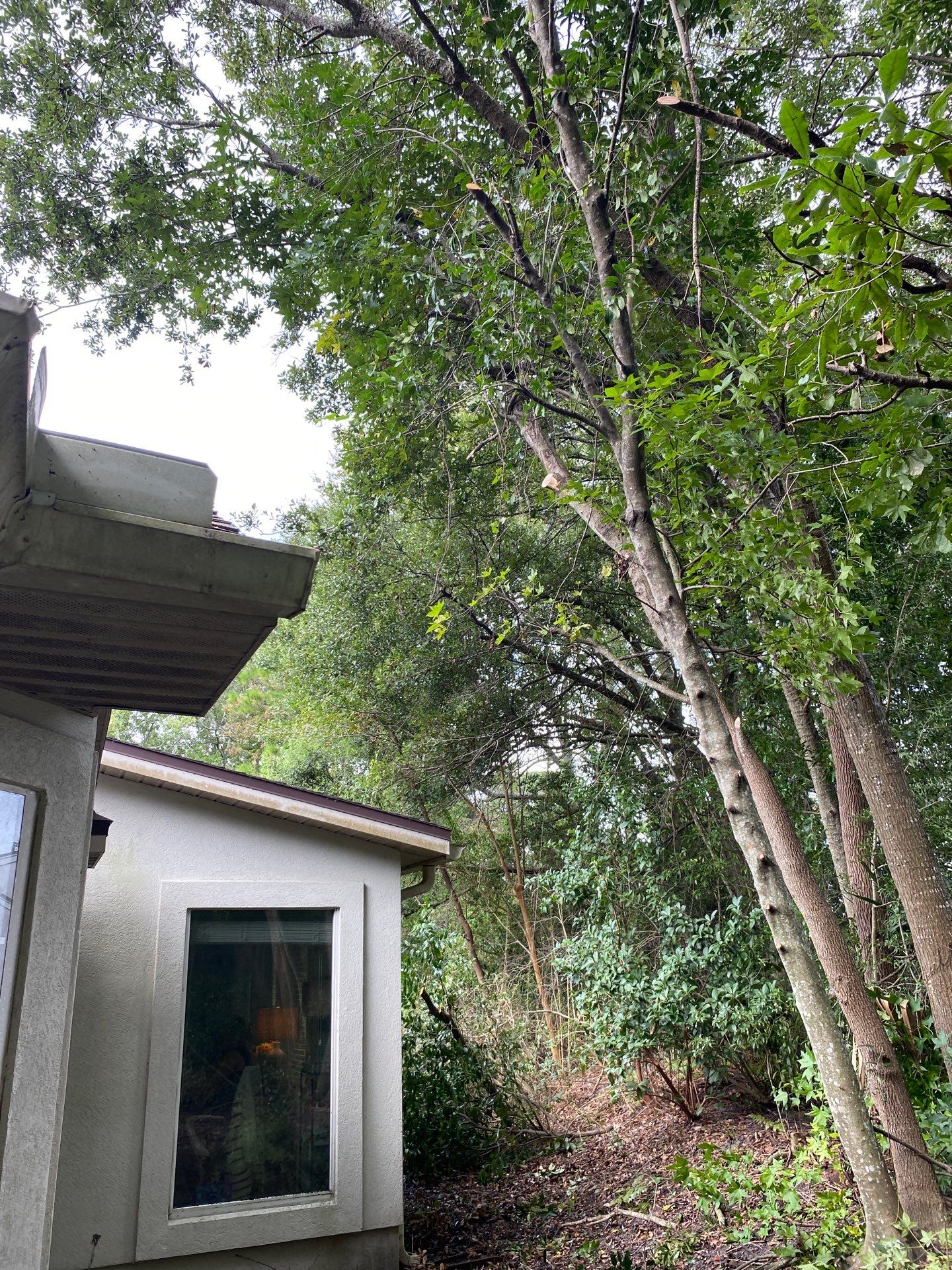 Deerwood Residence | Property Clean Up by ProGreen Services