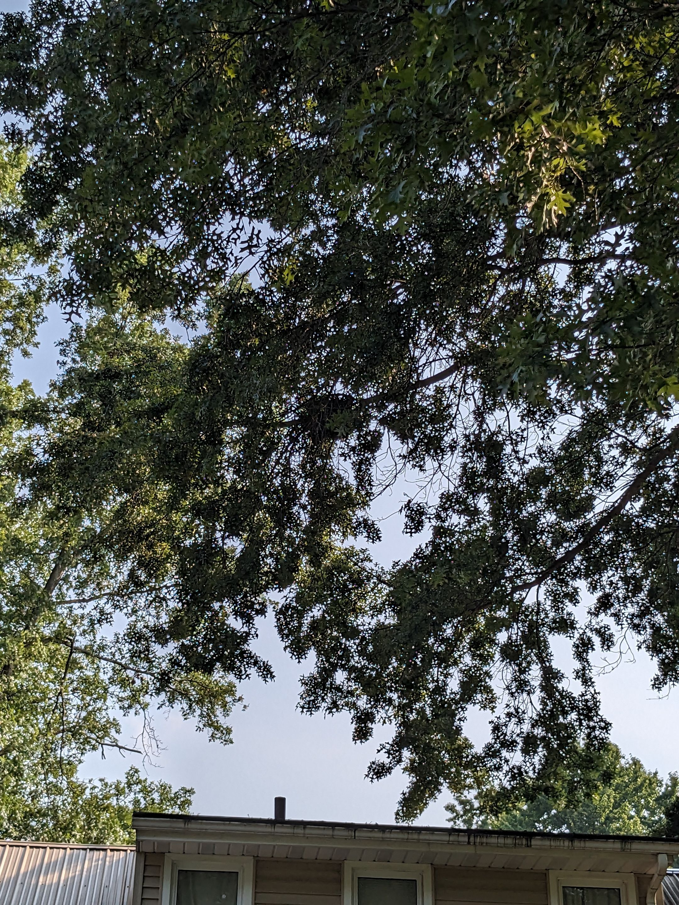 Tree Trimming using Tree Pruing by Mike Jones & Sons Tree Service LLC 