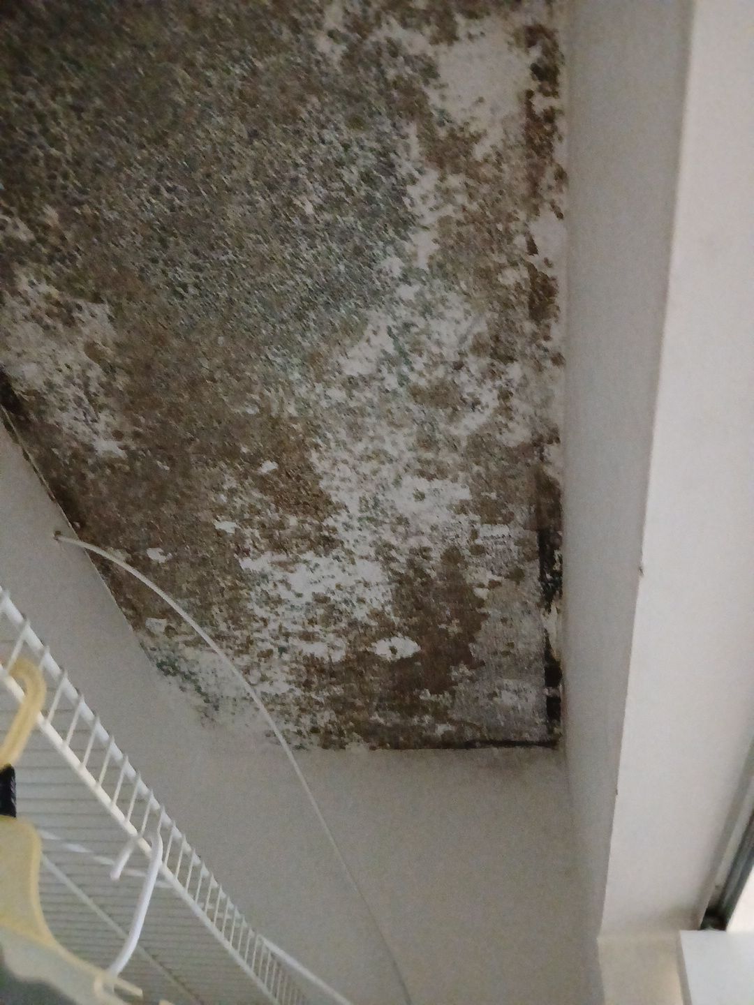 Mold Remediation and Moisture Detection Services in West Palm Beach by SuperClean