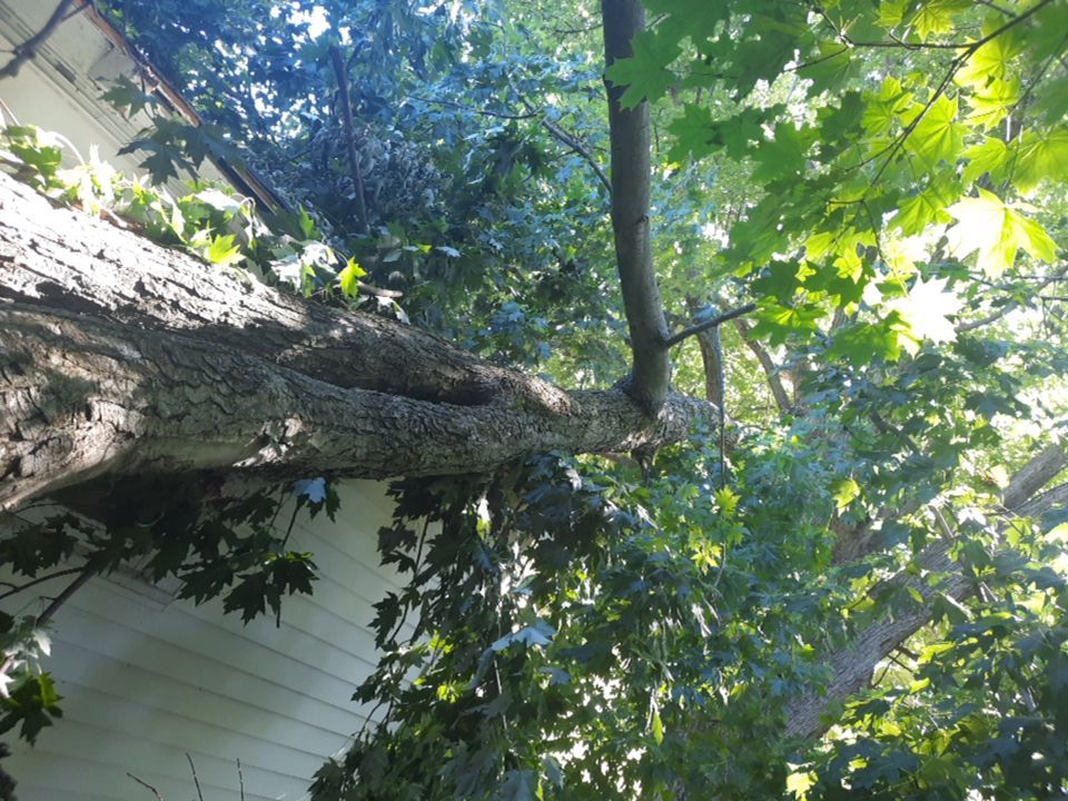 Storm Damaged Tree Removal  using Tree Removal by Mike Jones & Sons Tree Service LLC 