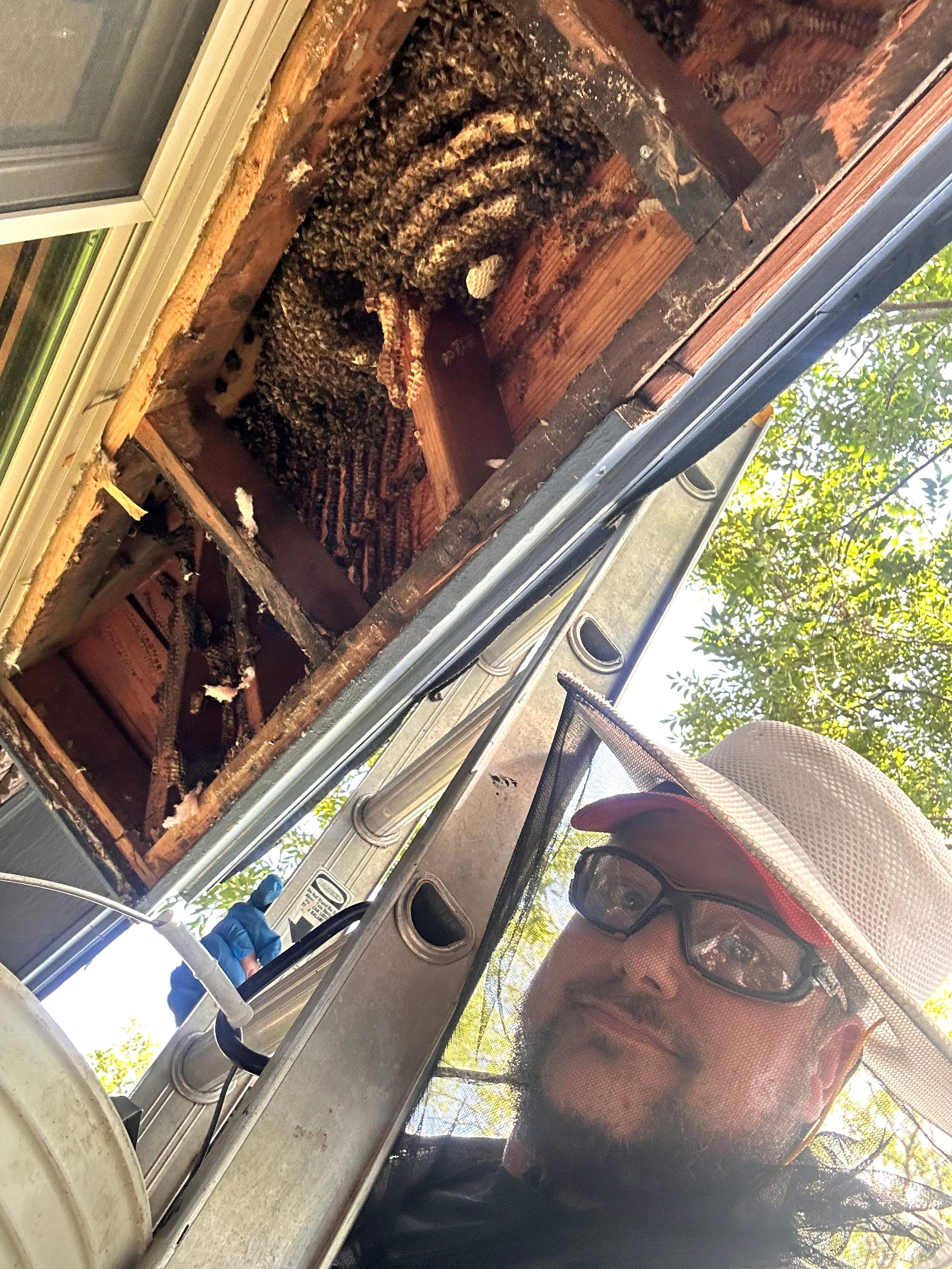 Sneaky! by Rockwall Honey Bee Company