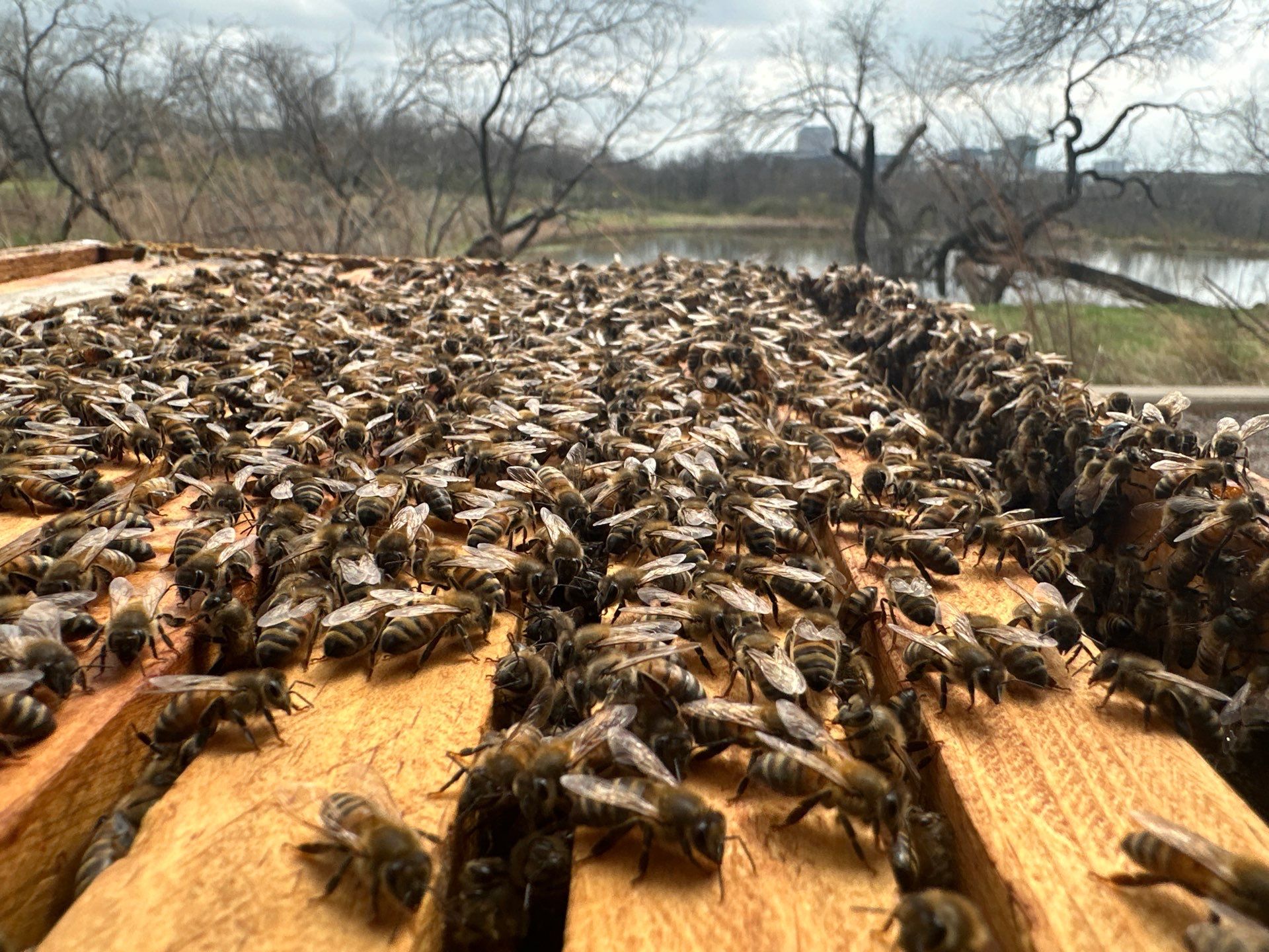 Offices in Irving with Bountiful Honey Bees by Rockwall Honey Bee Company