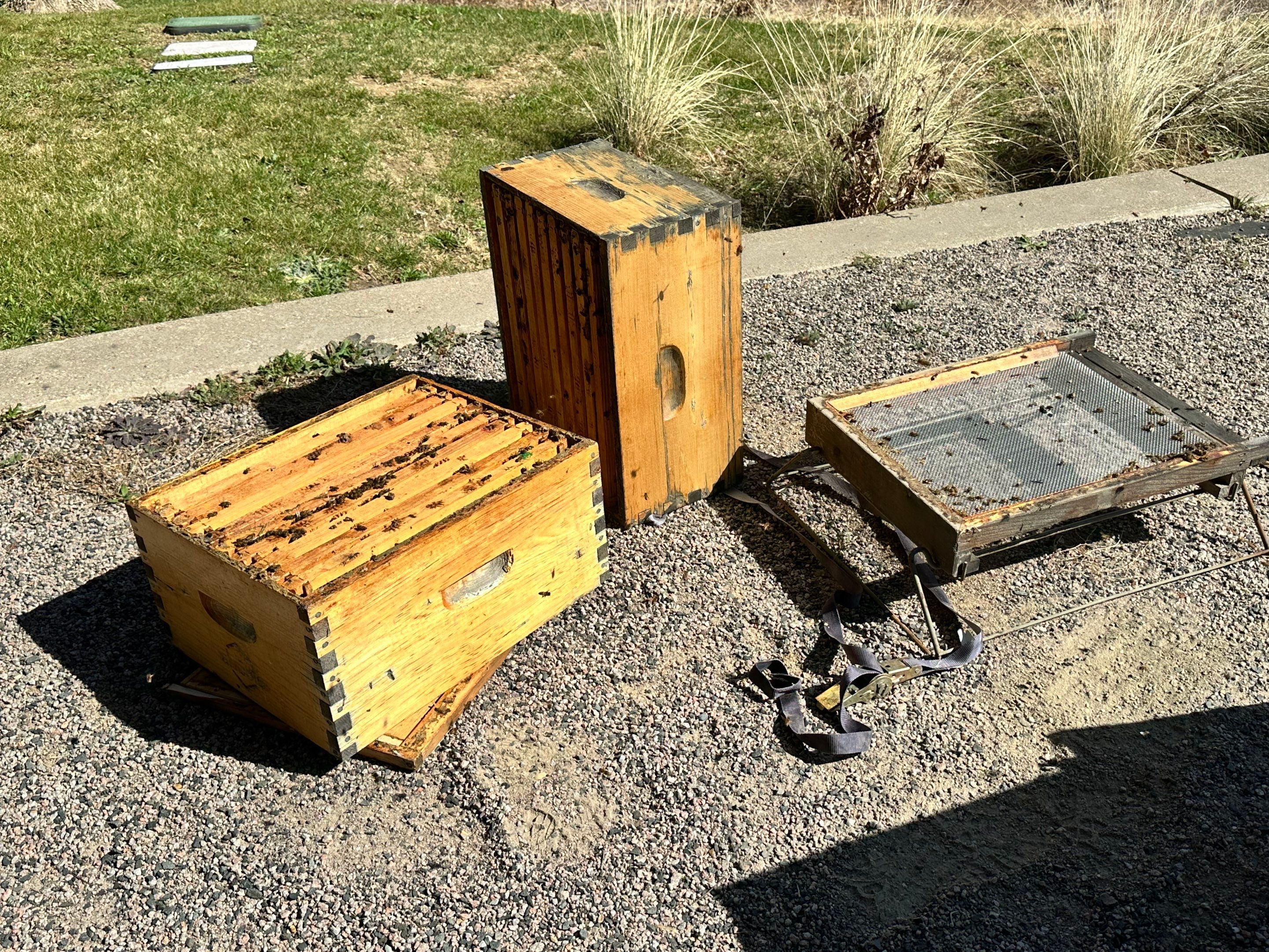 Offices in Irving with Bountiful Honey Bees by Rockwall Honey Bee Company