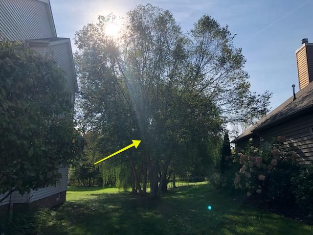 Tree Removal using Tree Removal by Mike Jones & Sons Tree Service LLC 