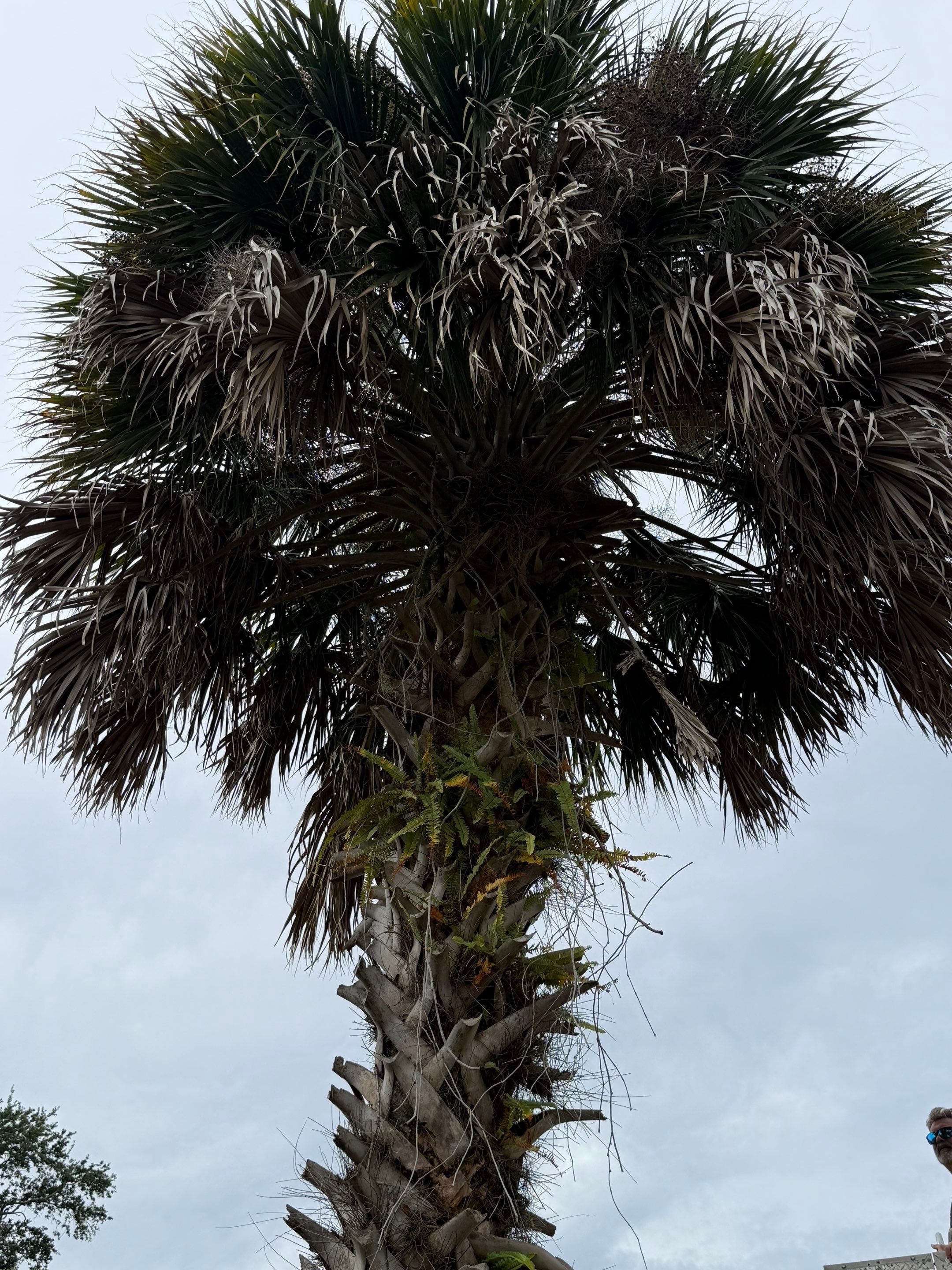 Volunteer Work | Episcopal High School of Jacksonville by ProGreen Services