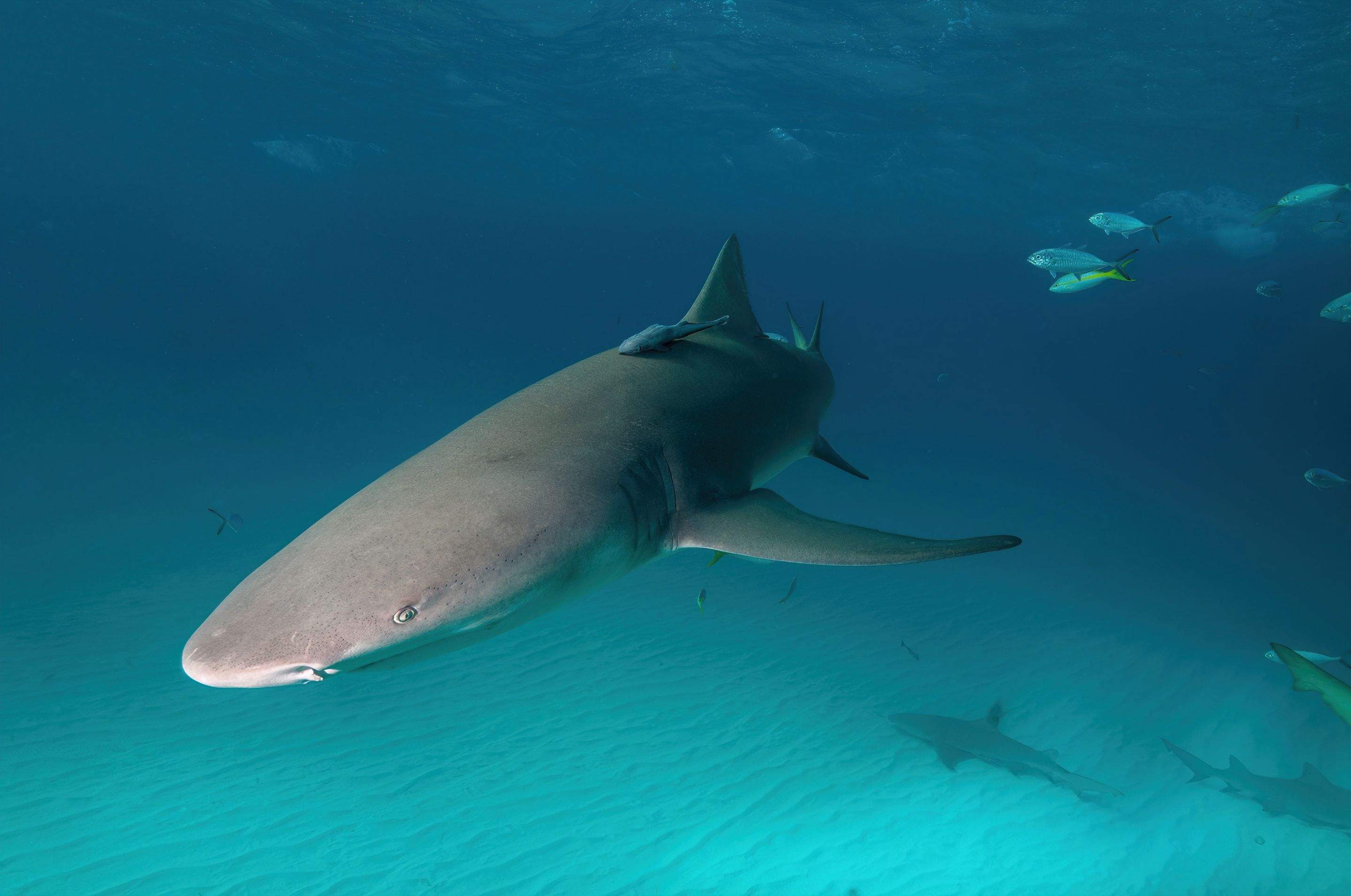 Sharks!!! by CompanyCam