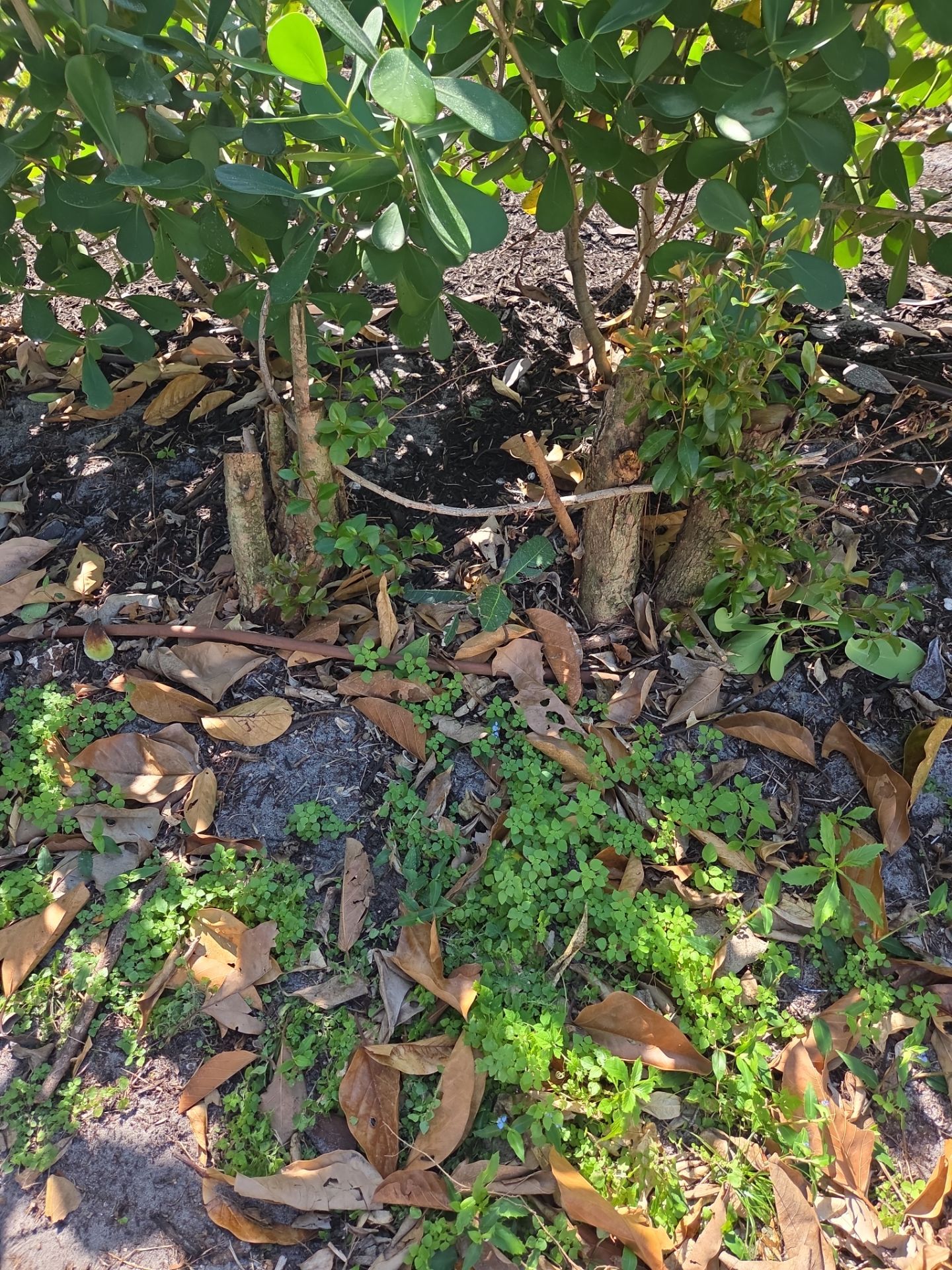 Landscaping and Irrigation for New Construction in Mariner Sands  by Alpha Zeta Enterprises Inc