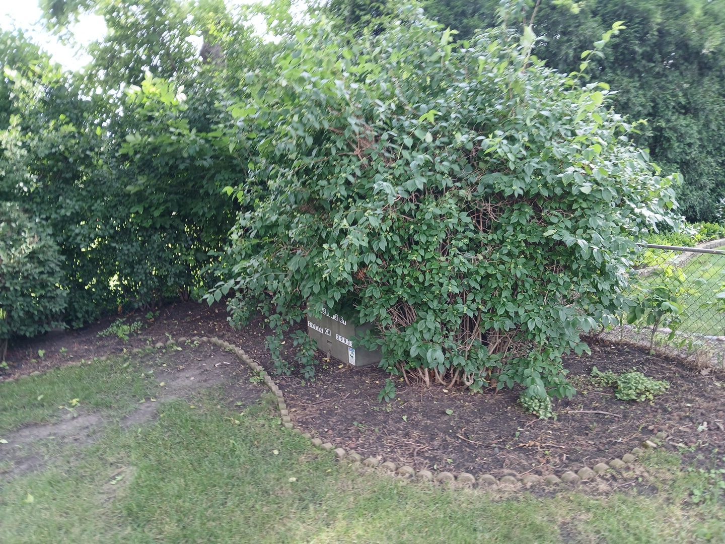 Andrew L. - Arlington Heights, IL by A&N