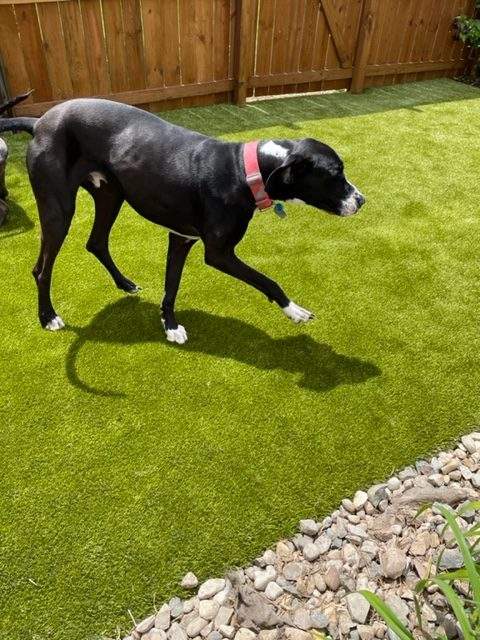 K9Grass in Fort Wayne by ForeverLawn NEIN/INDY