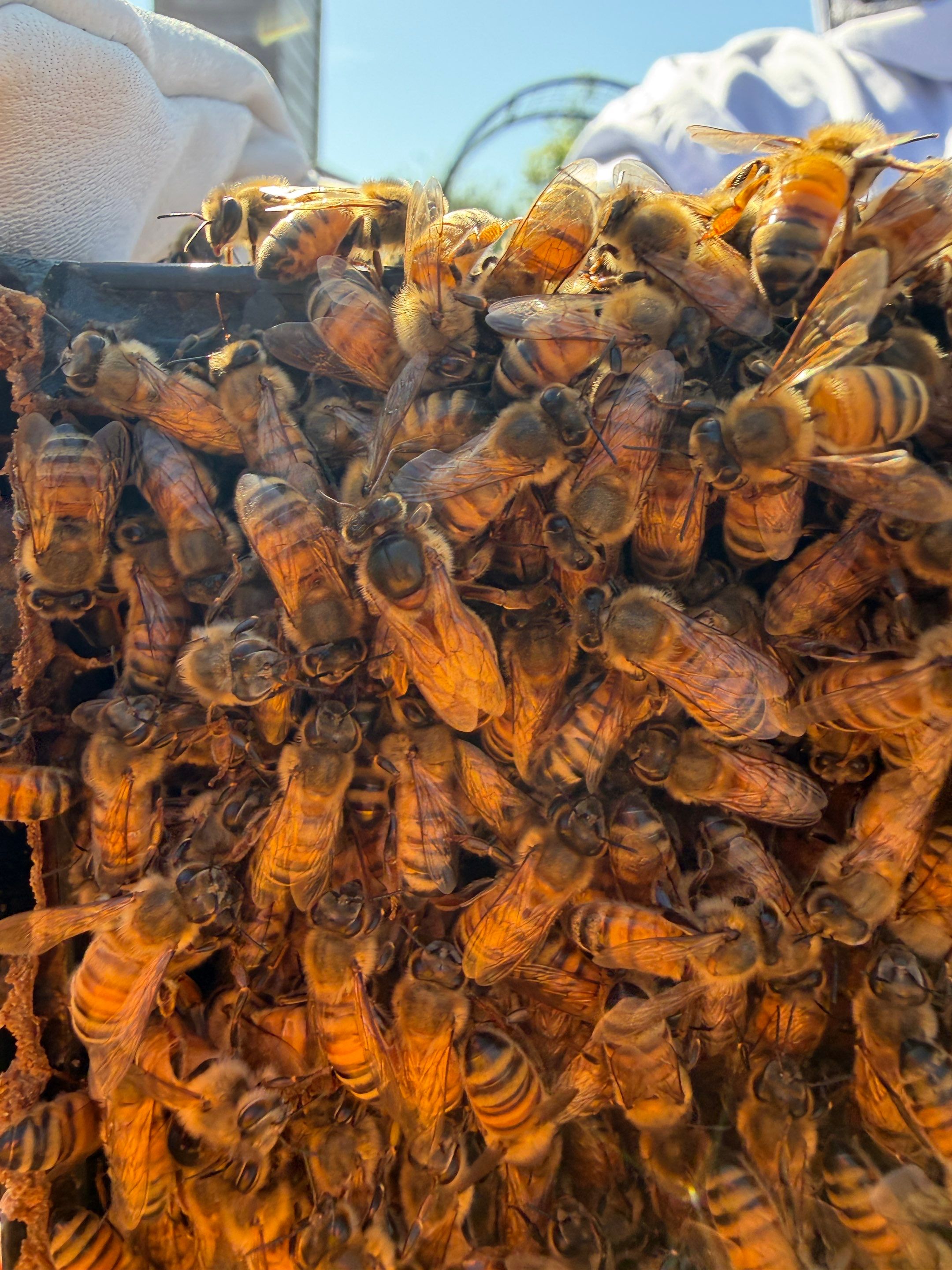 New beekeeper in Rowlett by Rockwall Honey Bee Company