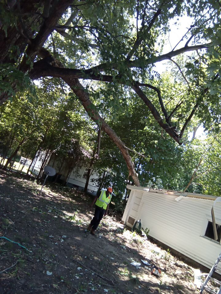Storm Damaged Tree Removal  using Tree Removal by Mike Jones & Sons Tree Service LLC 