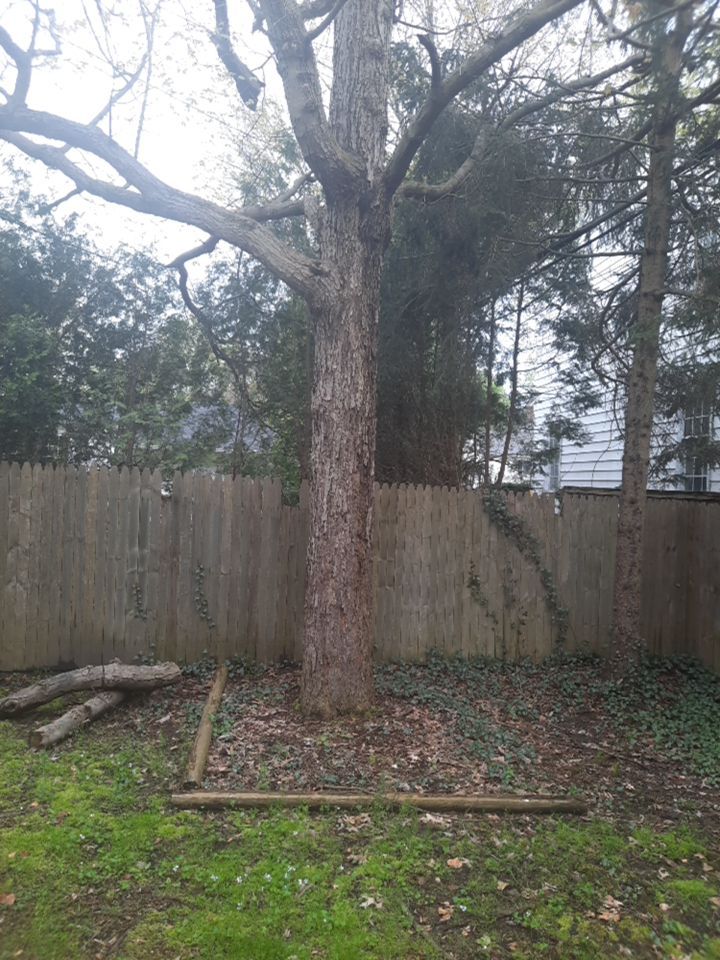 Tree Removal using Tree Removal by Mike Jones & Sons Tree Service LLC 