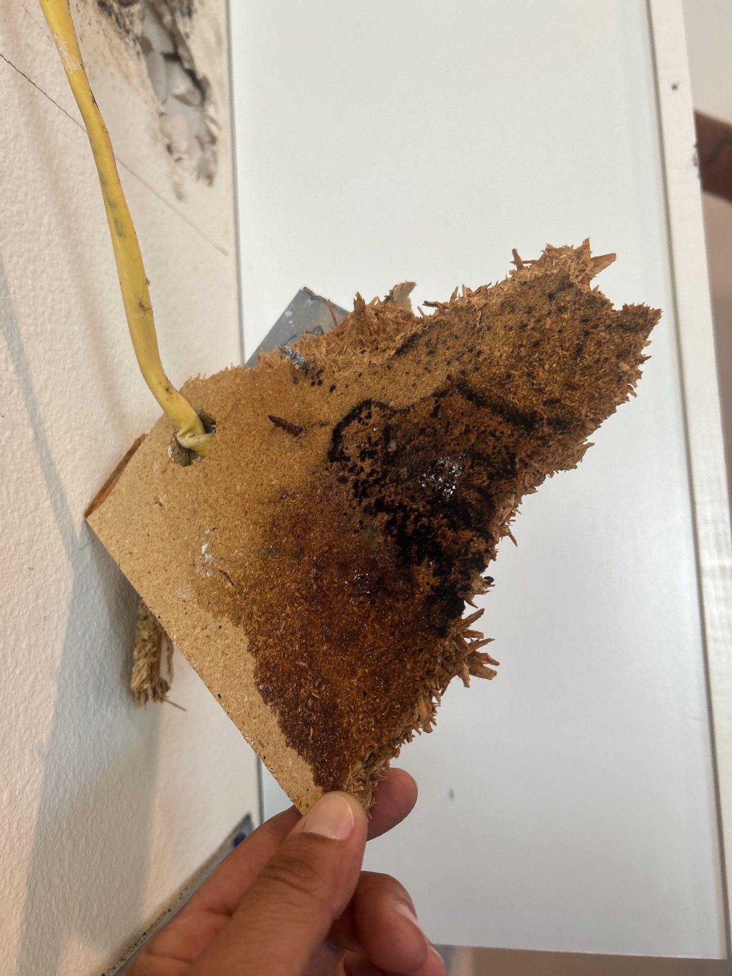 Palmetto Mold Removal & Repair by Ampm Restoration Services