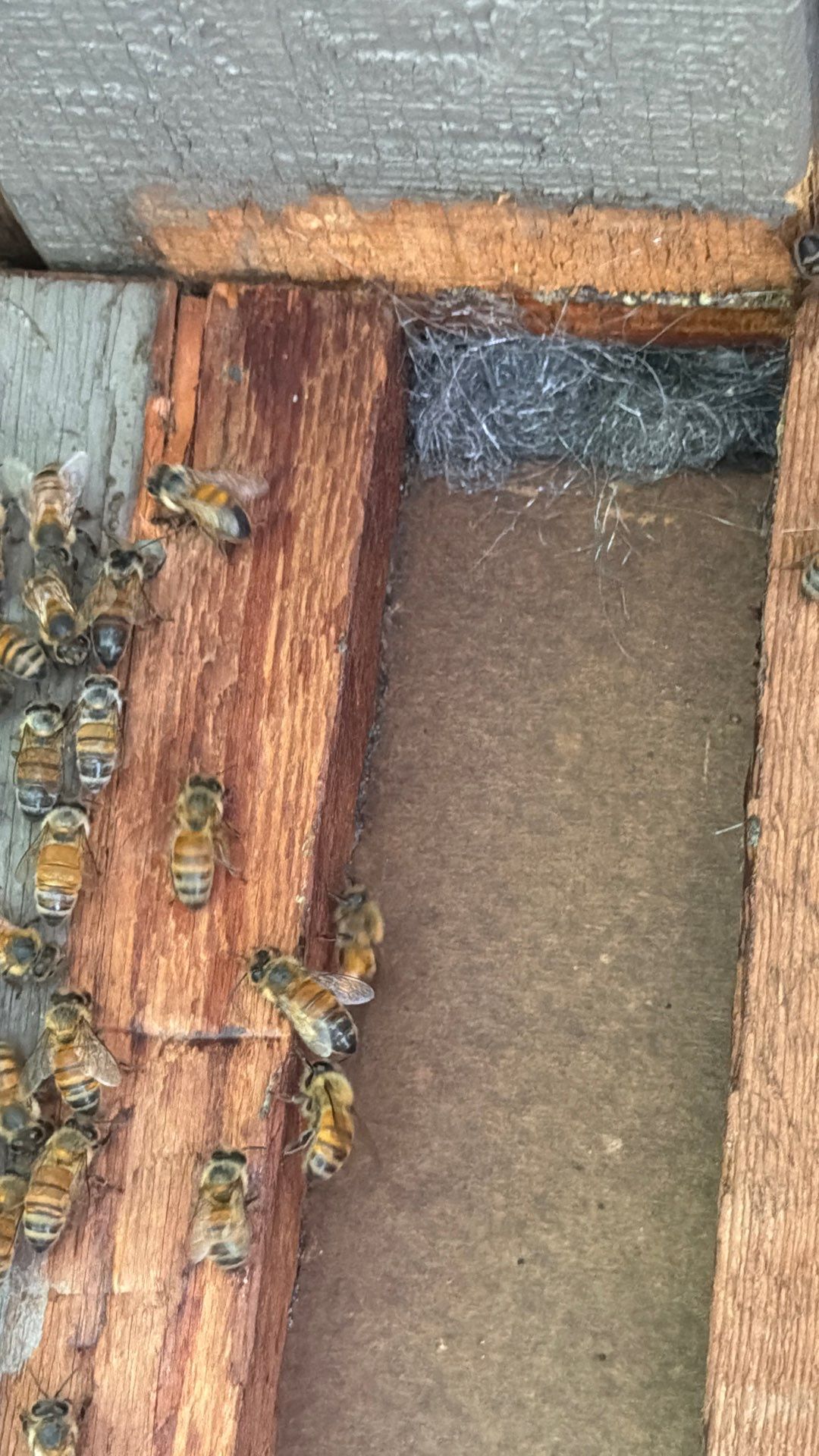 Love this house! by Rockwall Honey Bee Company