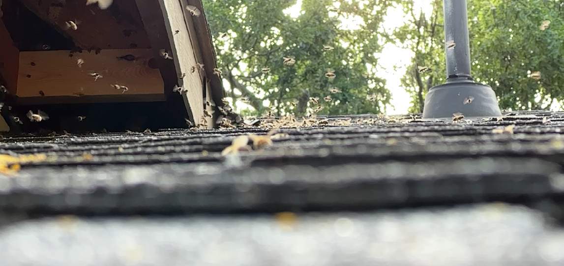 Roof Dormer by Rockwall Honey Bee Company