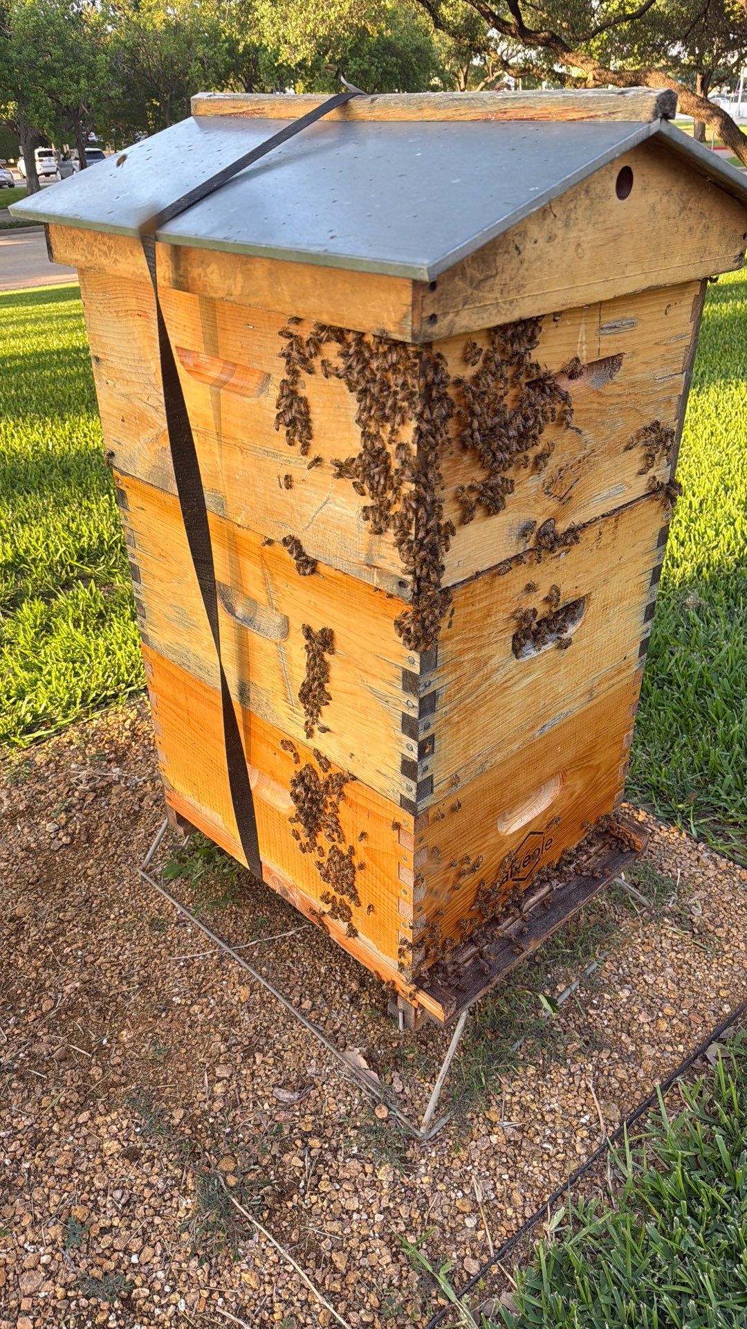 Addison by Rockwall Honey Bee Company