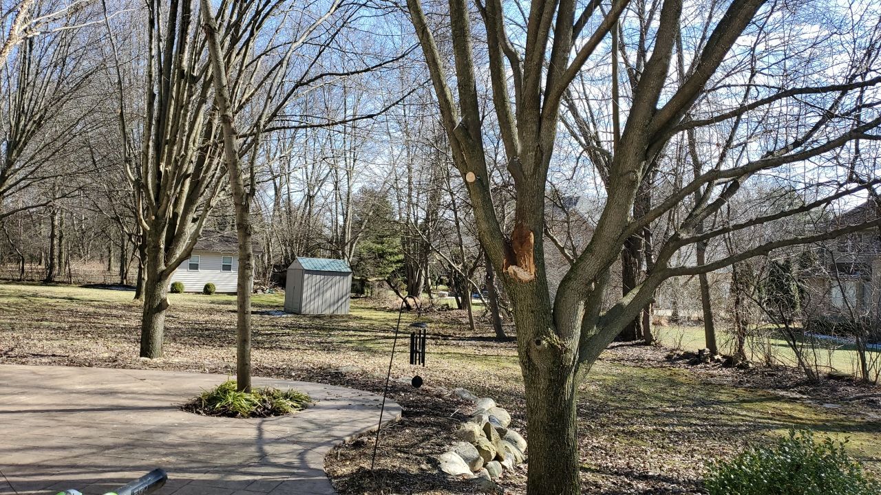 Tree Removal using Tree Removal by Mike Jones & Sons Tree Service LLC 