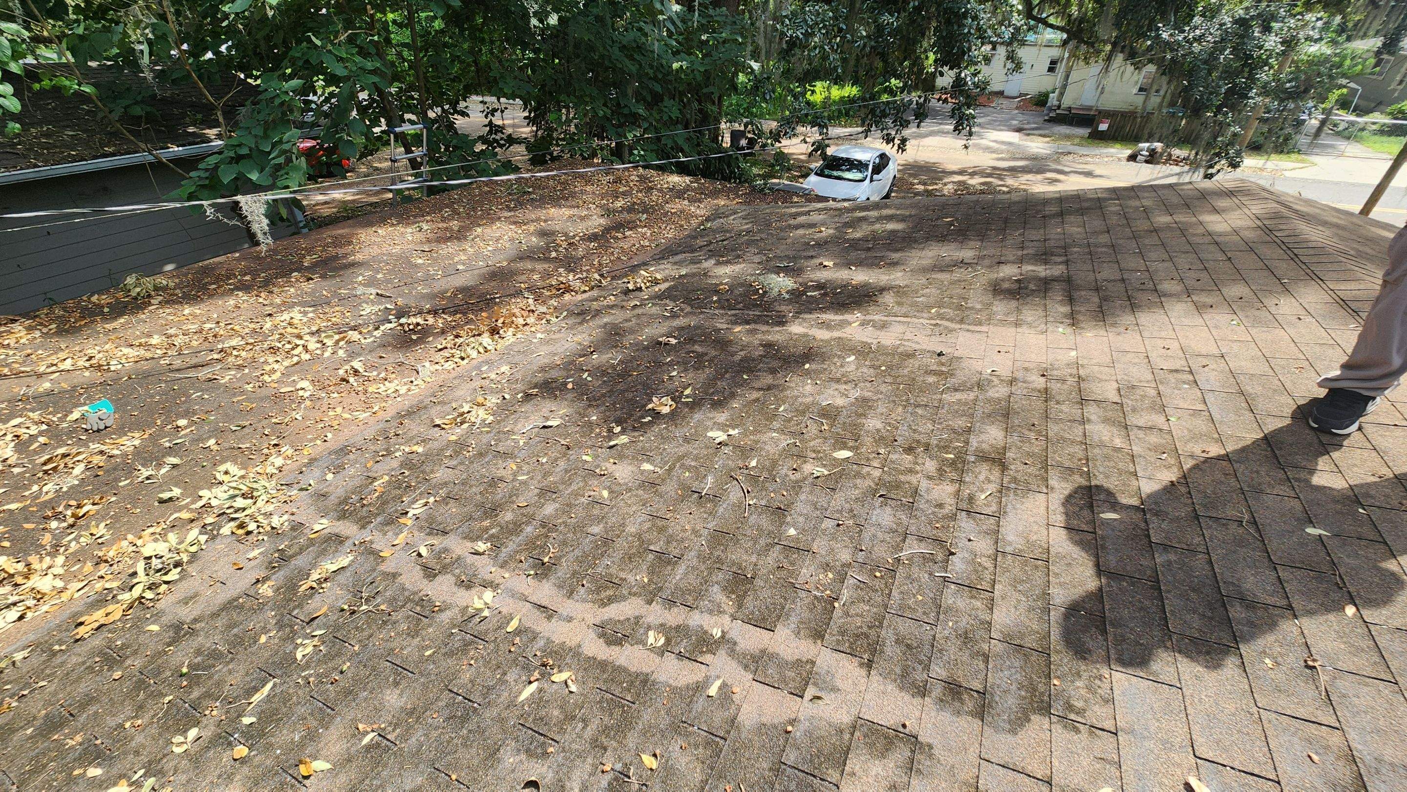 Tree Damage Claim in Orlando by FLAPA & KeyStone