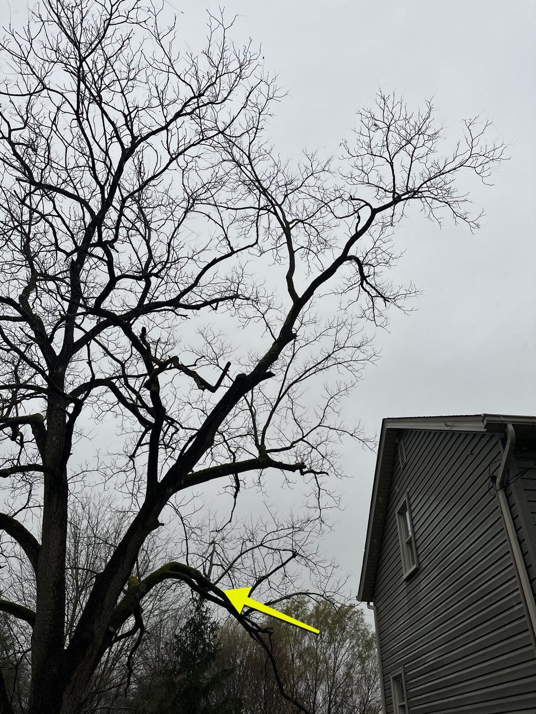 Tree Trimming using Tree Pruing by Mike Jones & Sons Tree Service LLC 