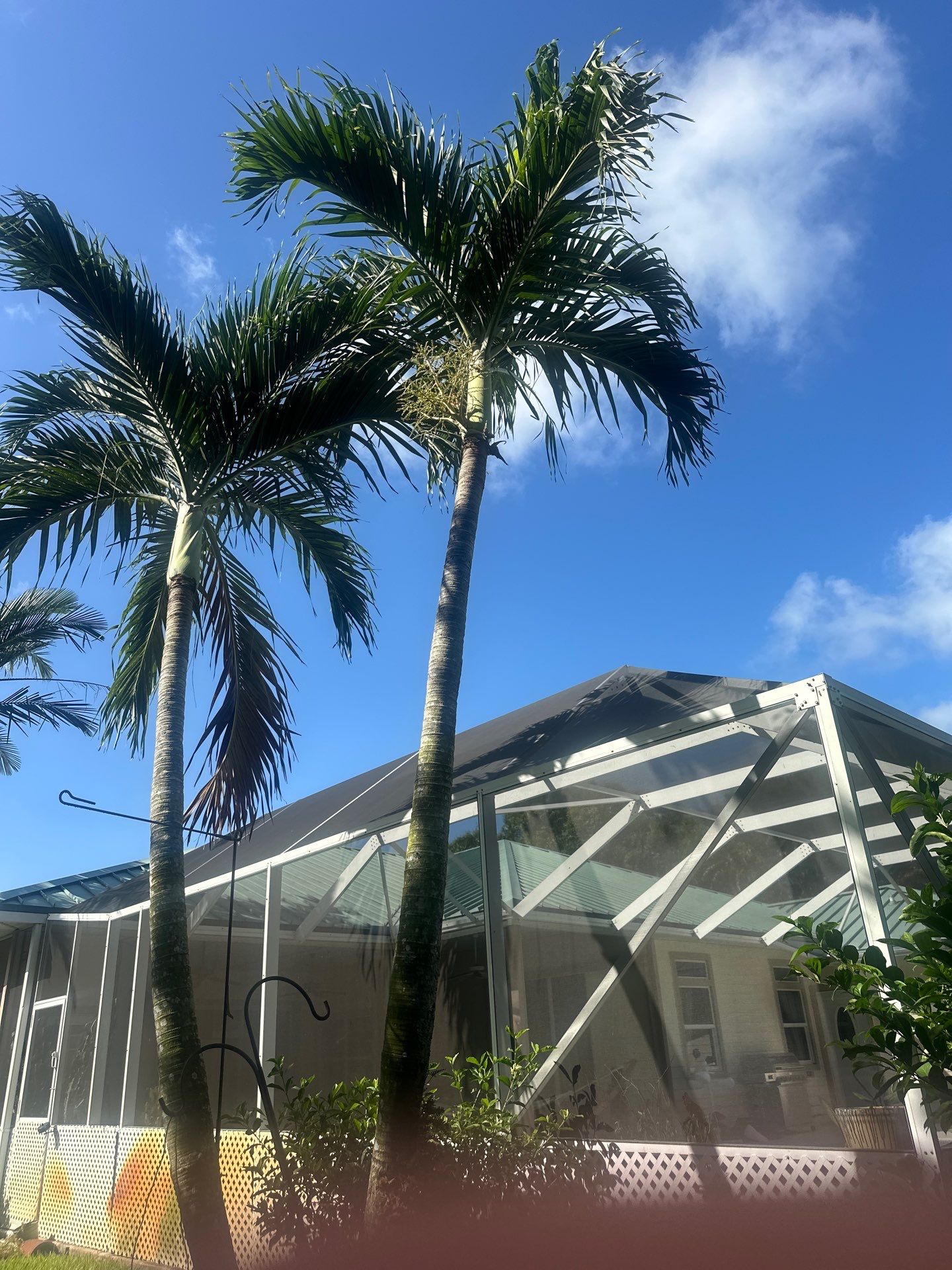 🌴 A Masterclass in Proper Palm Tree Cleaning & Trimming in Palm City Community by Alpha Zeta Enterprises Inc