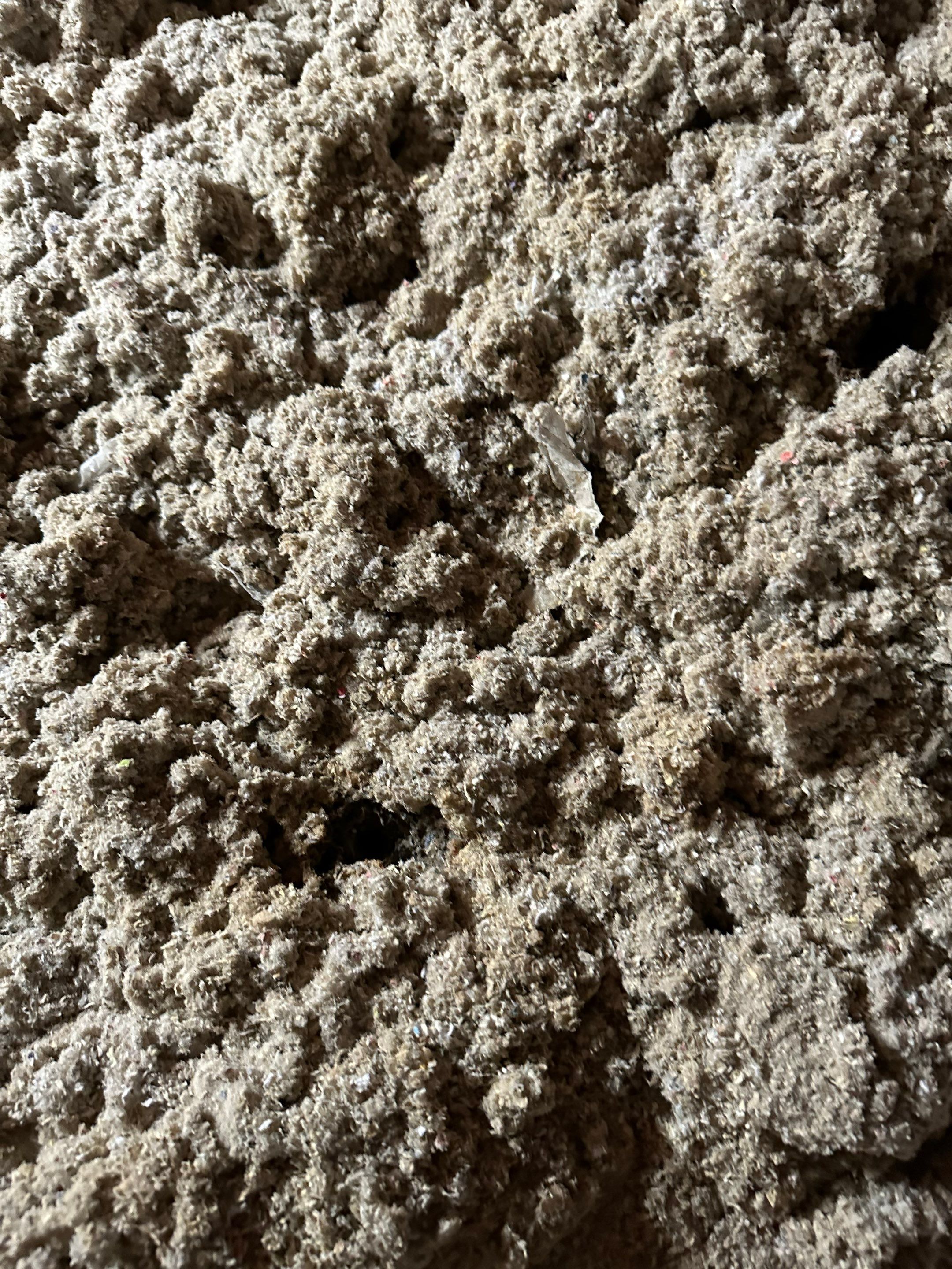 Mold in Crawl Space in Broomfiled, CO by Alpha Restoration 